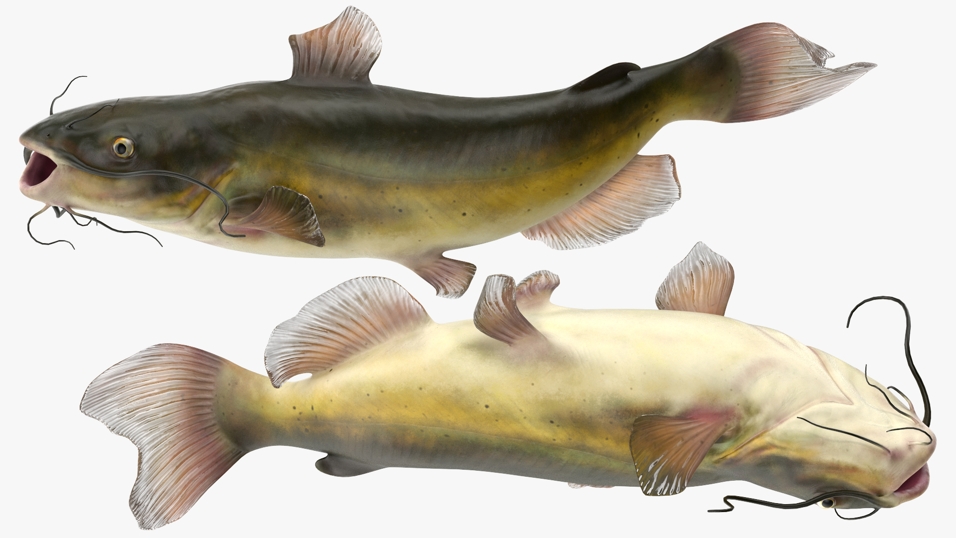 Channel Catfish Ictalurus Punctatus Rigged 3D