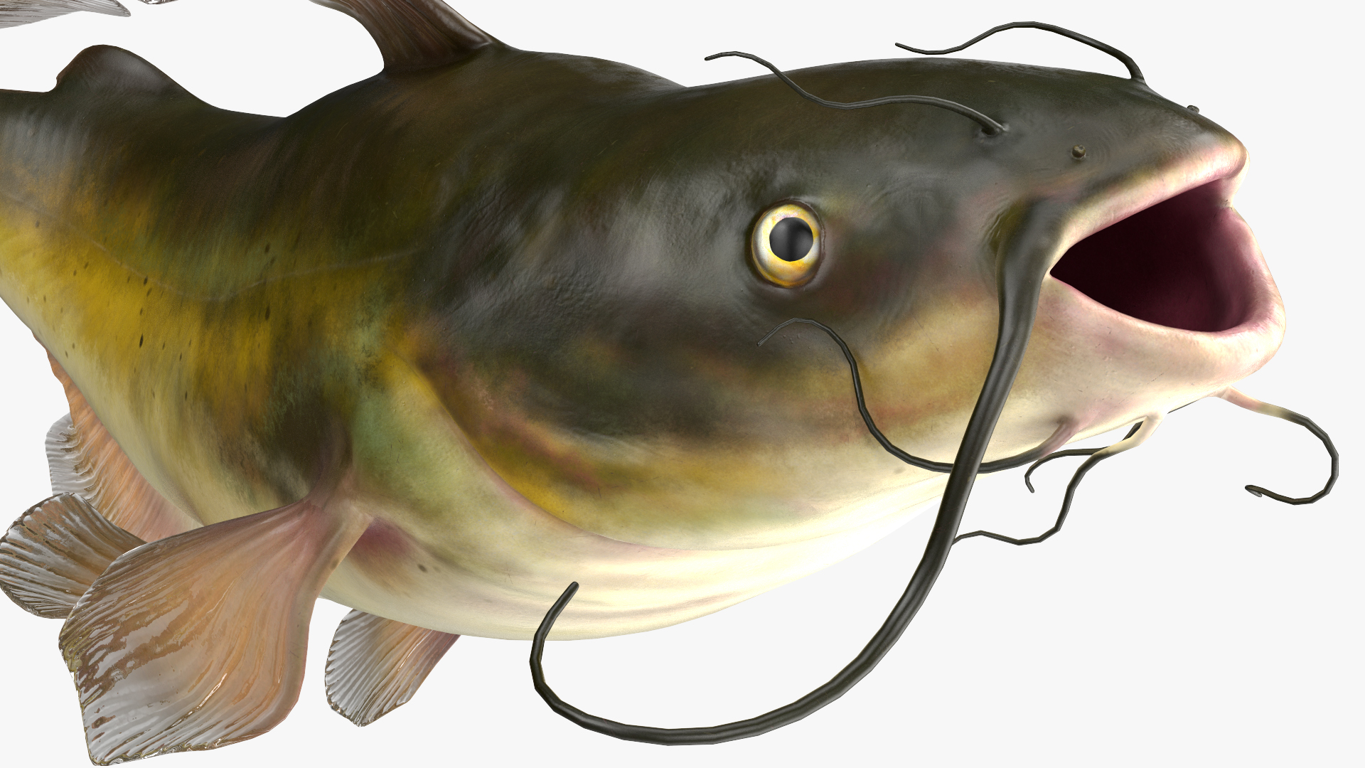 Channel Catfish Ictalurus Punctatus Rigged 3D