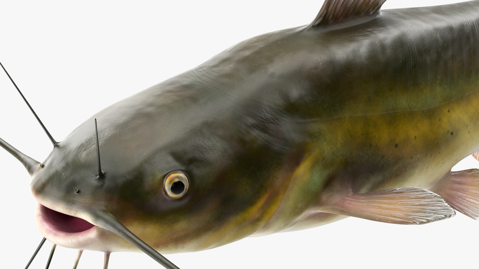 Channel Catfish Ictalurus Punctatus Rigged 3D