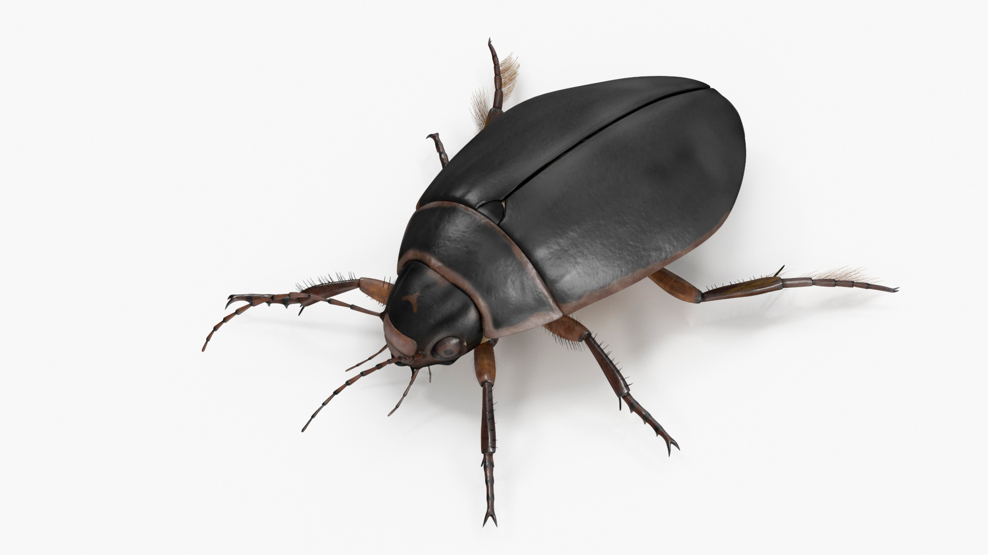 3D Screech Beetle Black Rigged for Maya