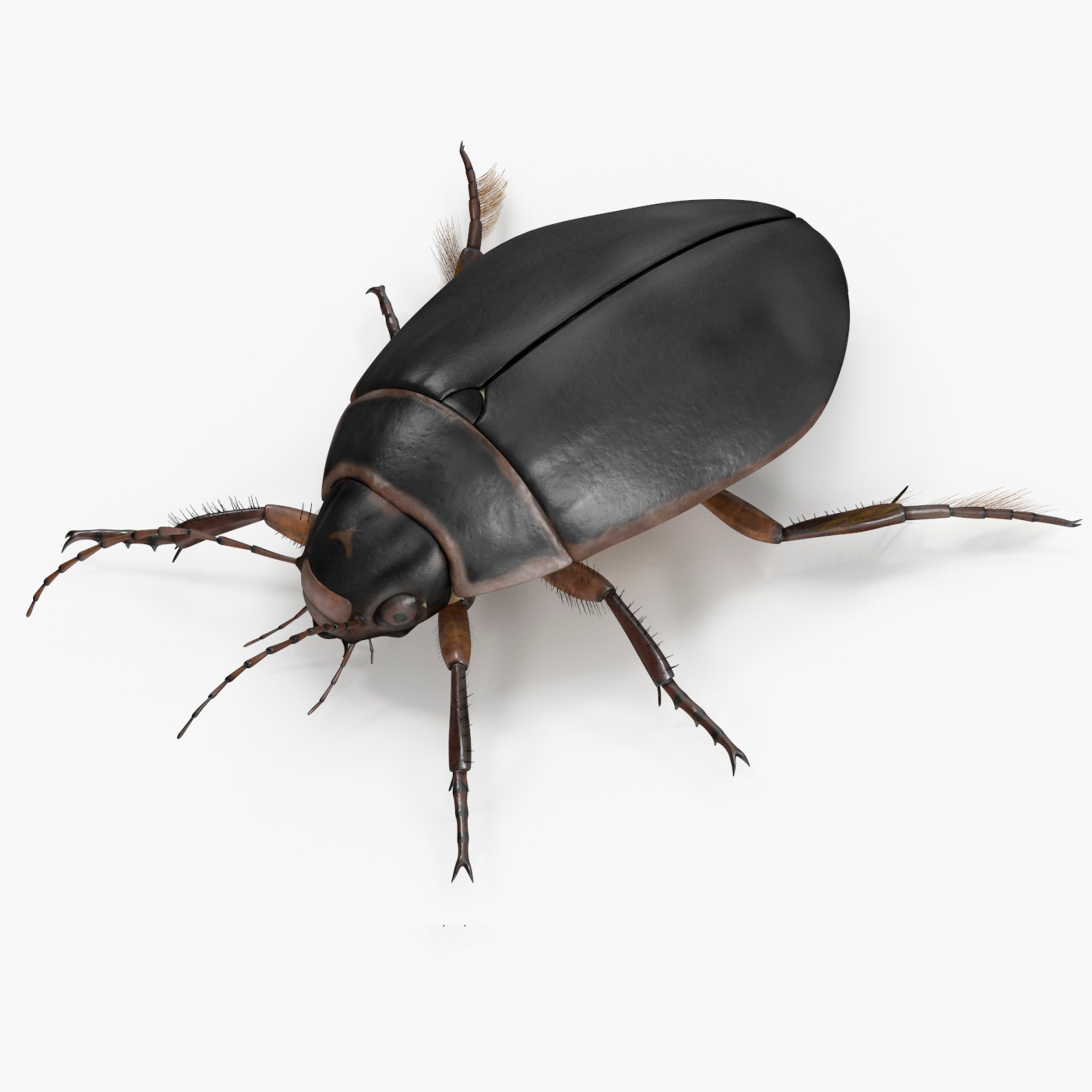 3D Screech Beetle Black Rigged for Maya