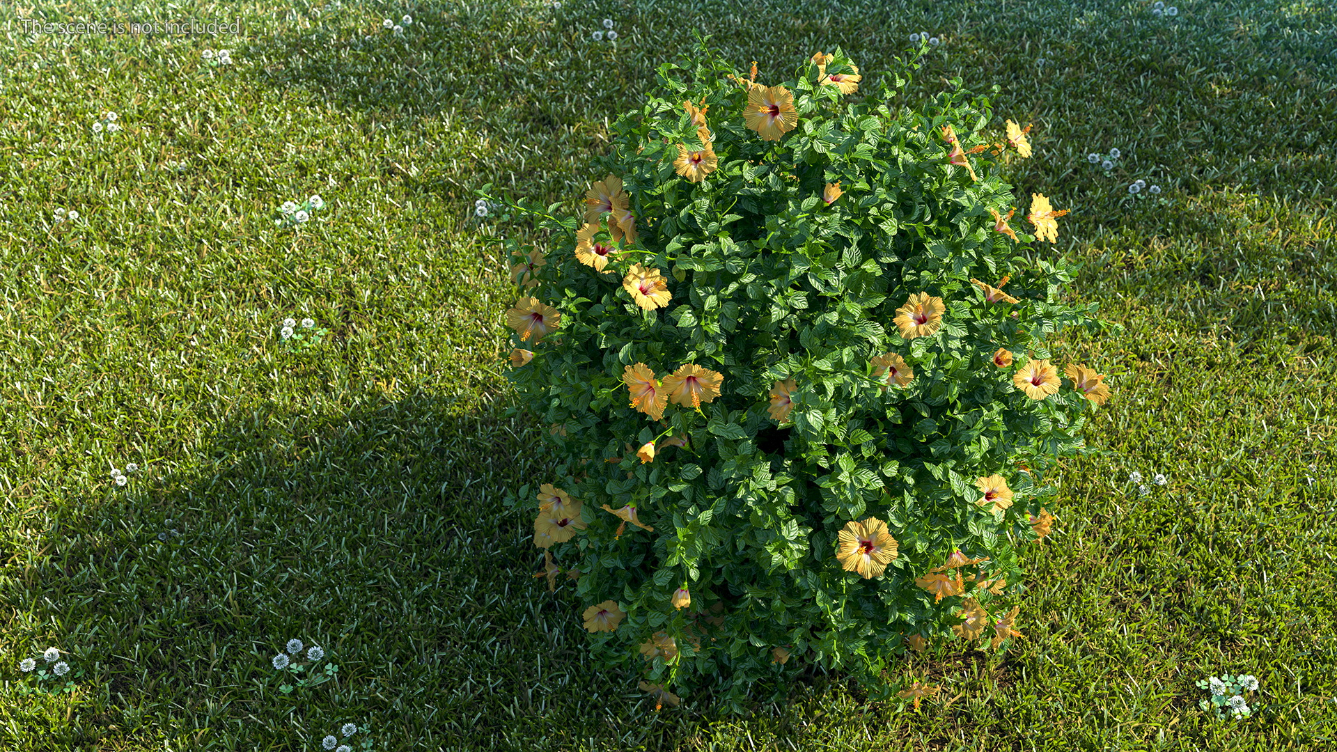 Blooming Hibiscus Bush Orange 3D model