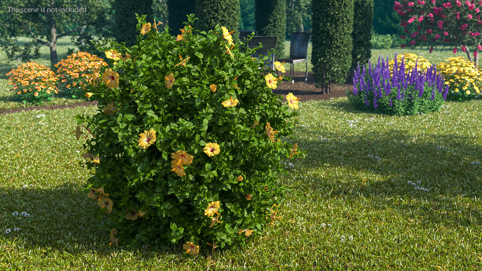 Blooming Hibiscus Bush Orange 3D model