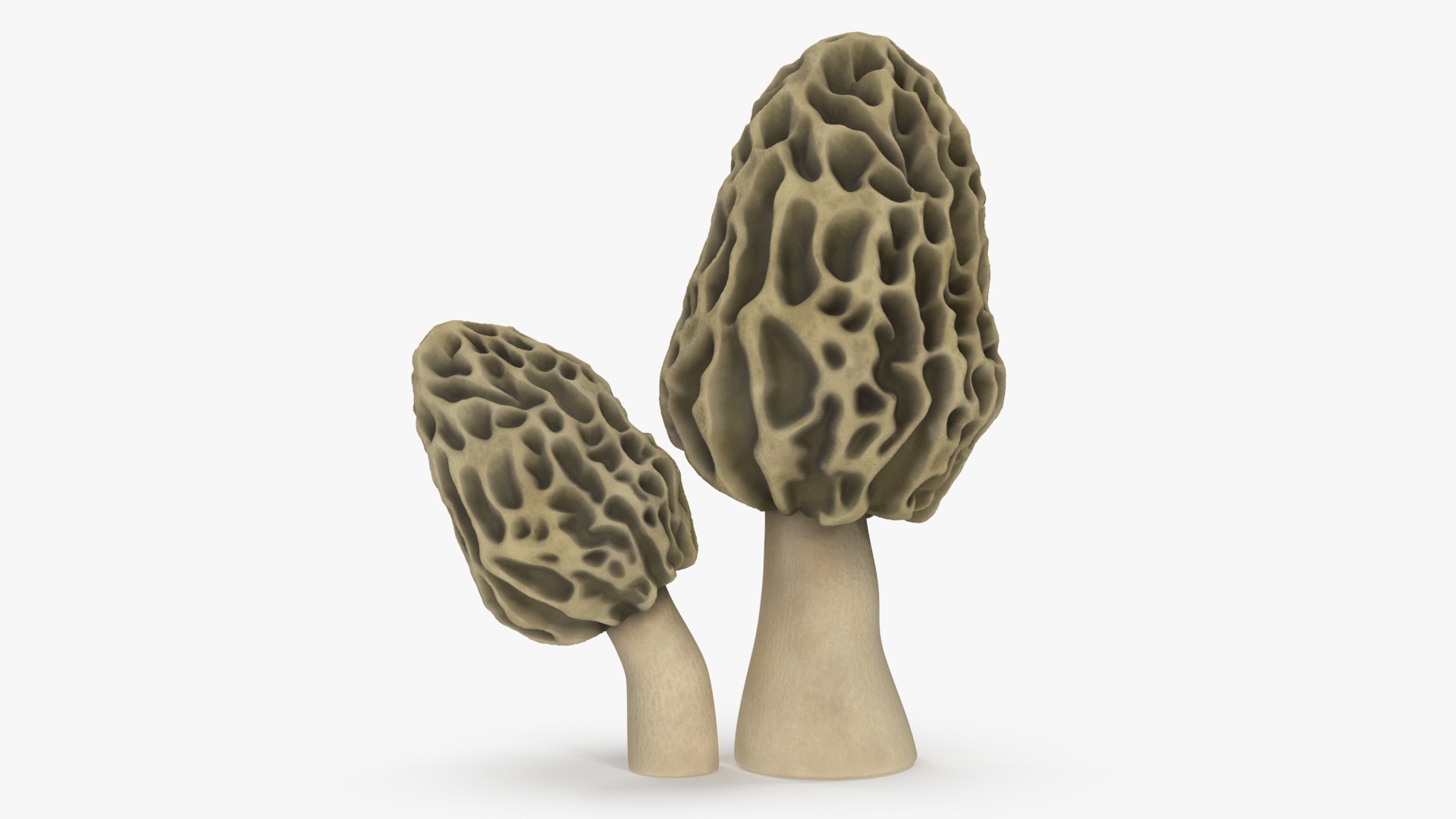 Morel 3D model