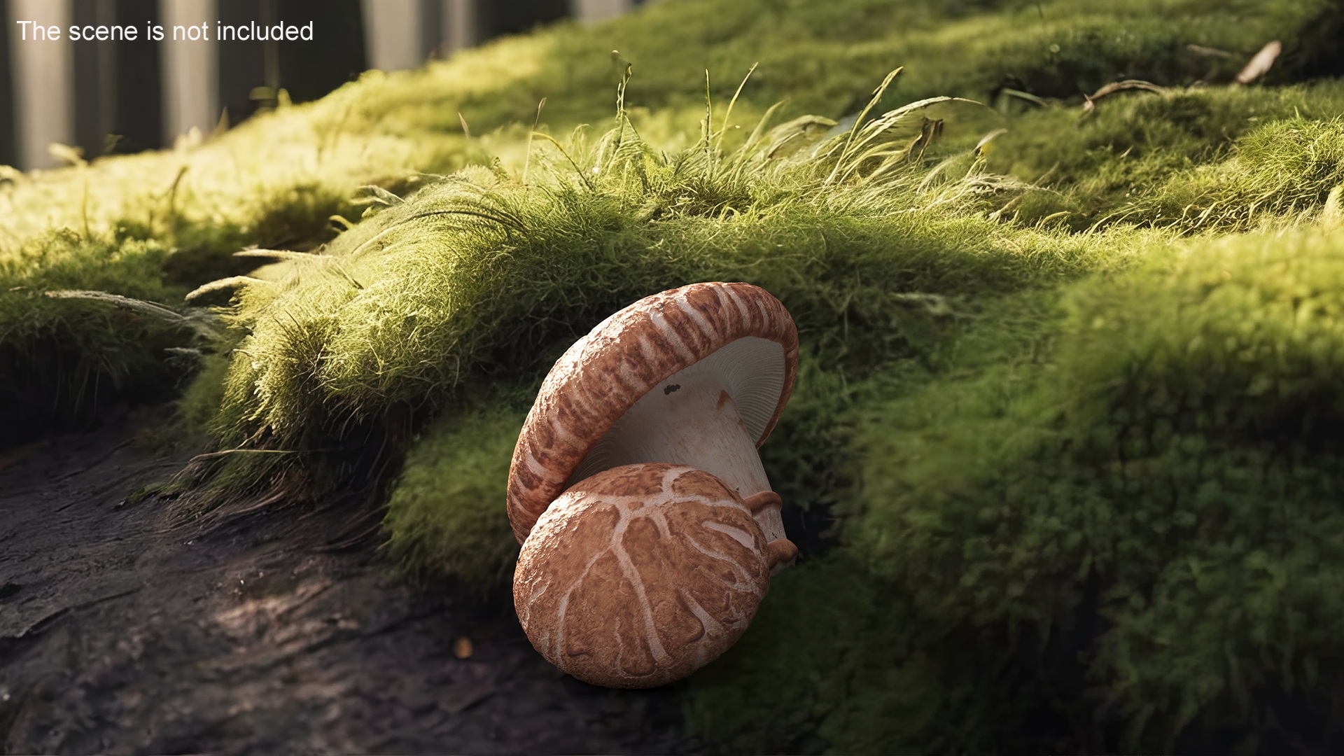 3D model Shiitake