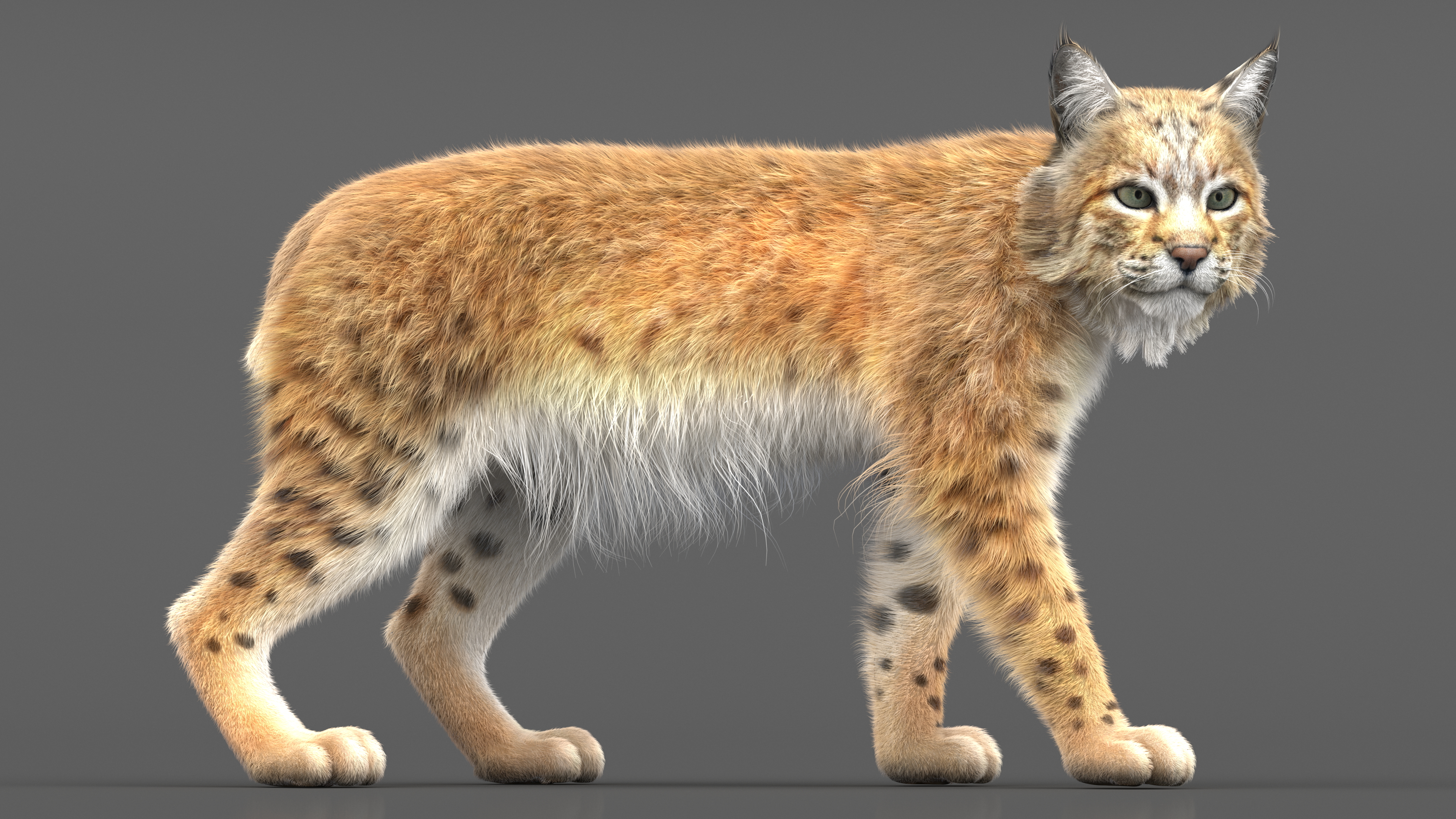 3D Lynx Animal Walking Fur model