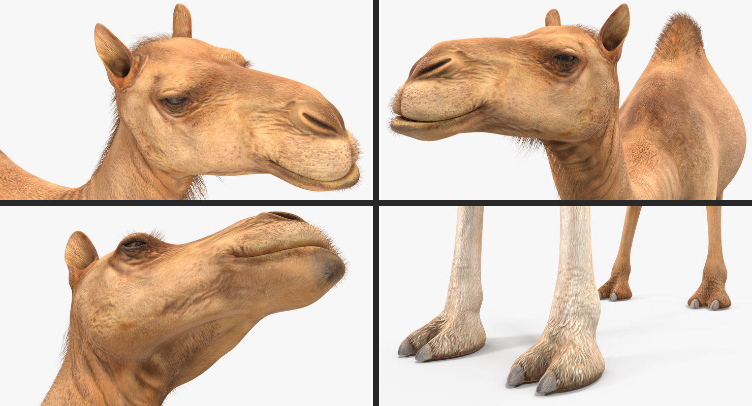 Camel Standing Pose 3D model