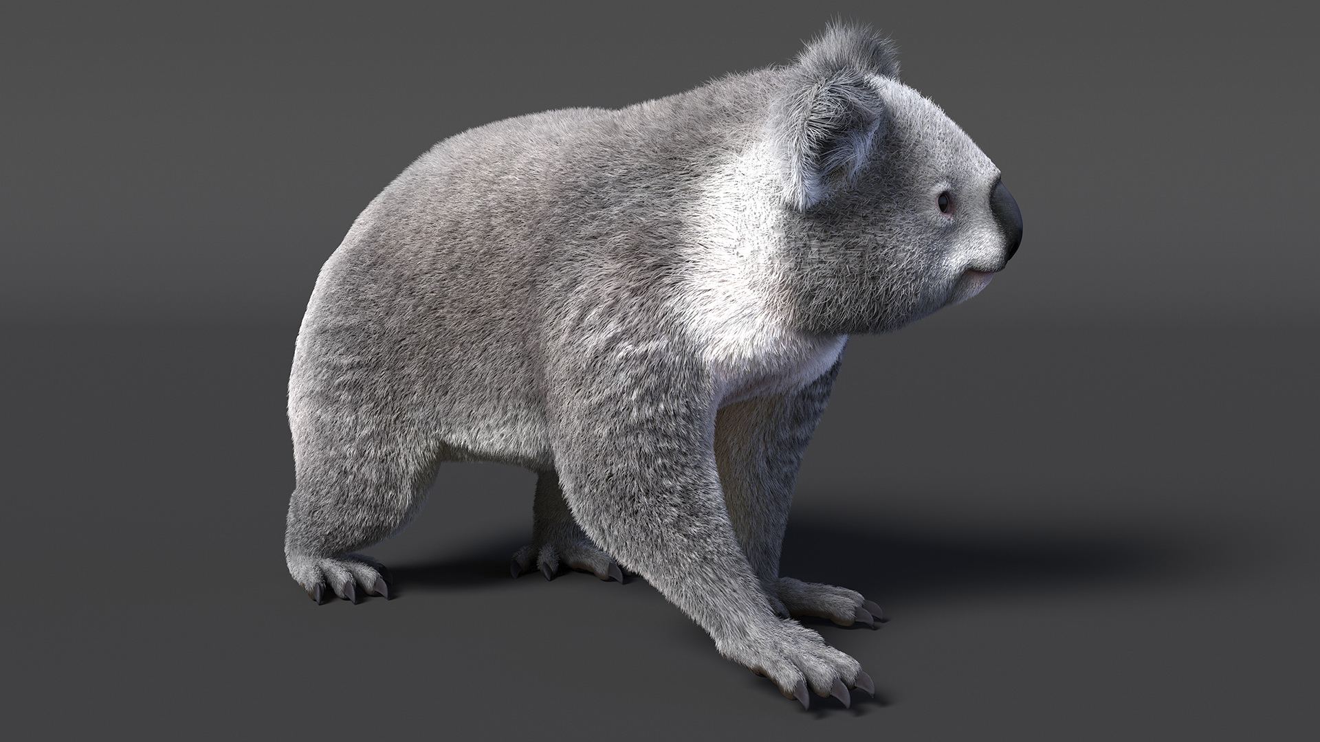 3D Koala Rigged Fur