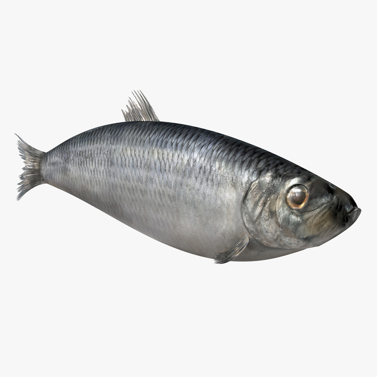 Realistic Atlantic Herring Rigged for Cinema 4D 3D