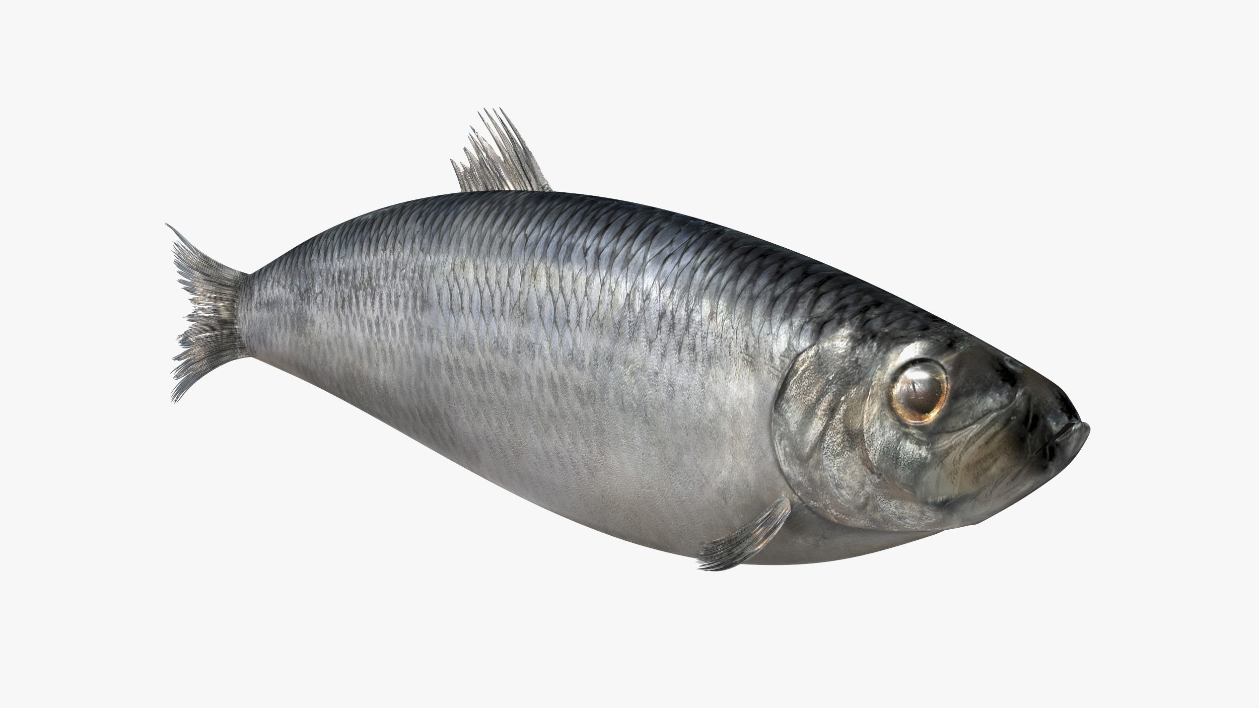 Realistic Atlantic Herring Rigged for Cinema 4D 3D