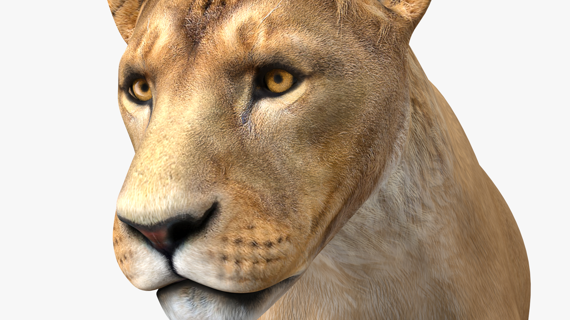 3D Young Lion Walking Pose model