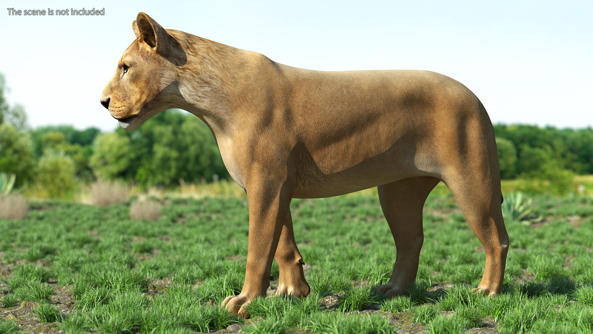 3D Young Lion Walking Pose model