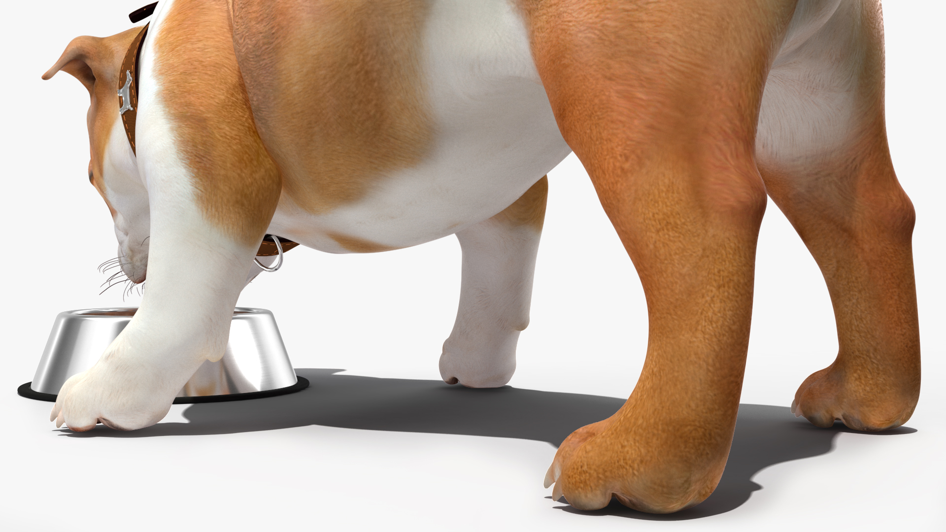 3D Bulldog Eats Out of the Bowl model