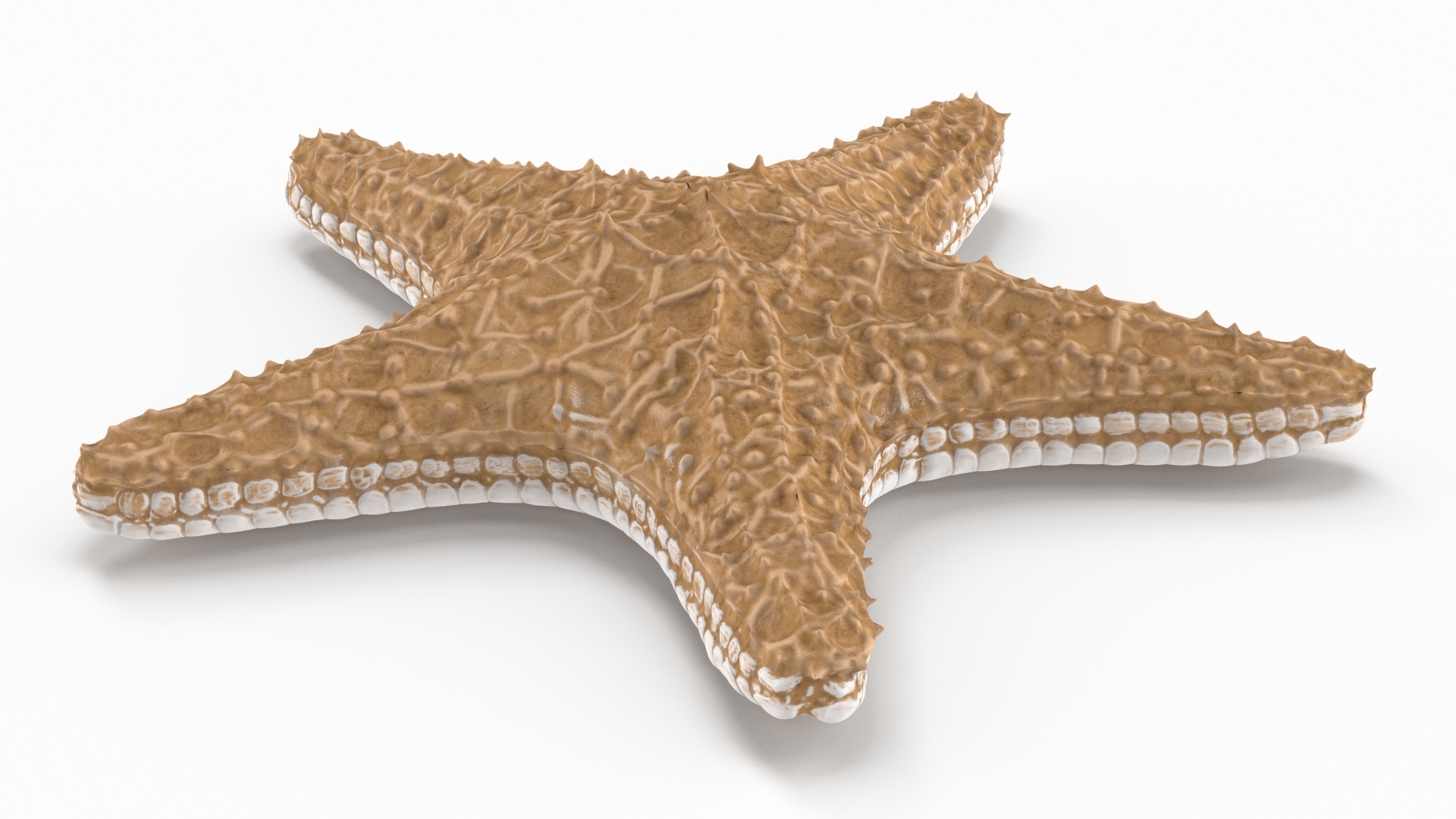 3D Realistic Starfish model