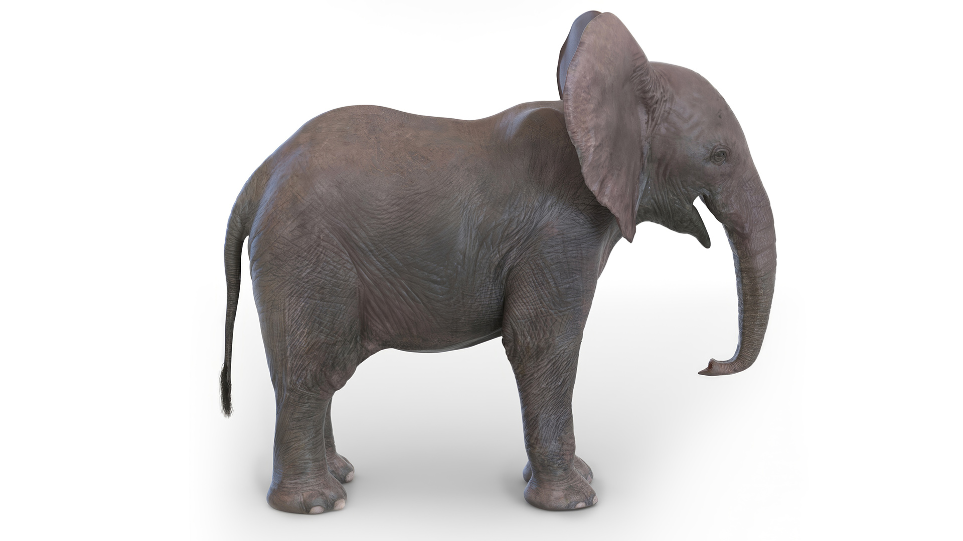 3D model Baby Elephant Rigged