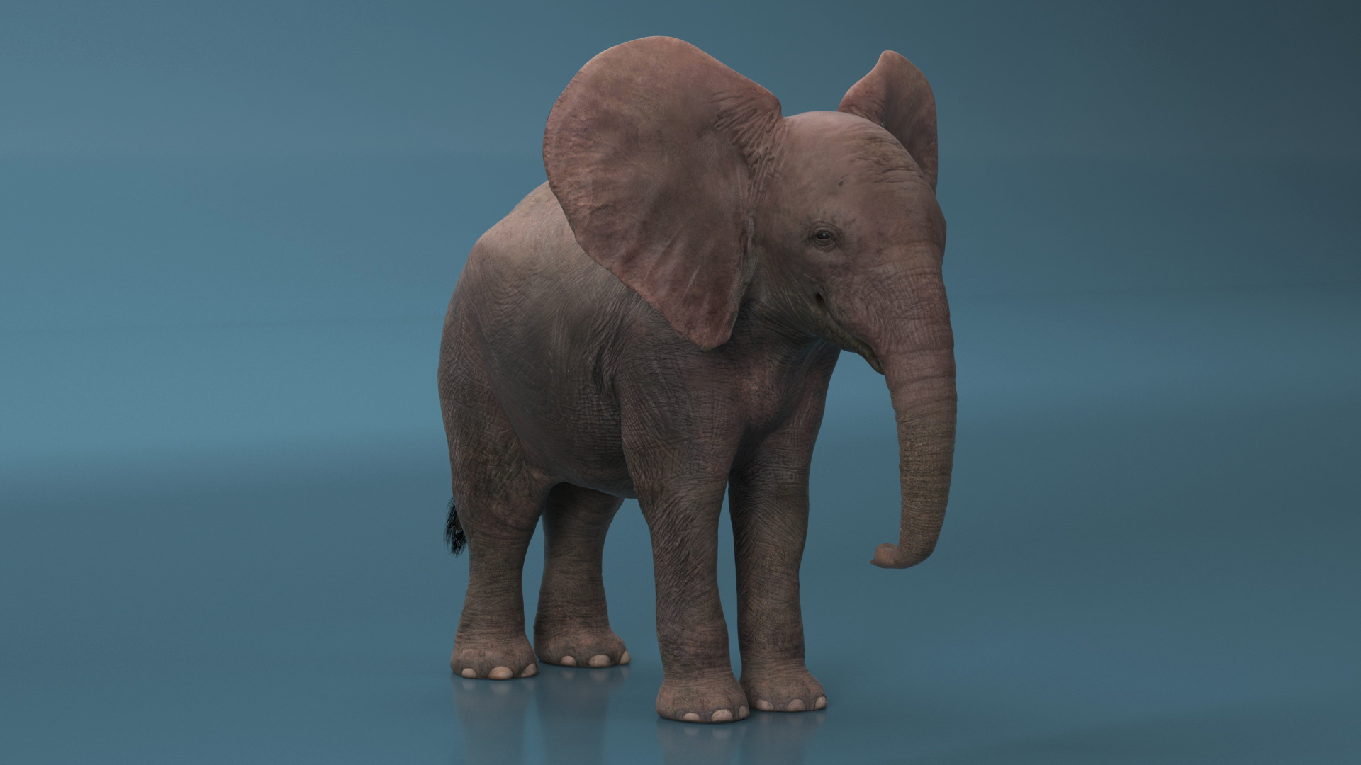 3D model Baby Elephant Rigged