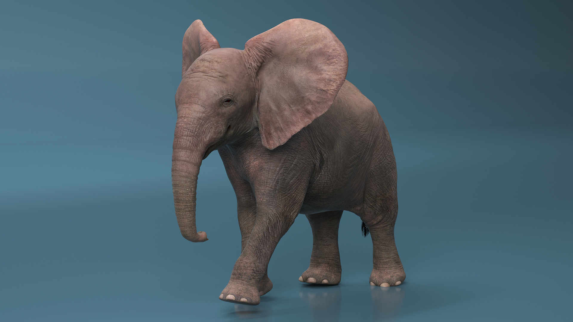 3D model Baby Elephant Rigged