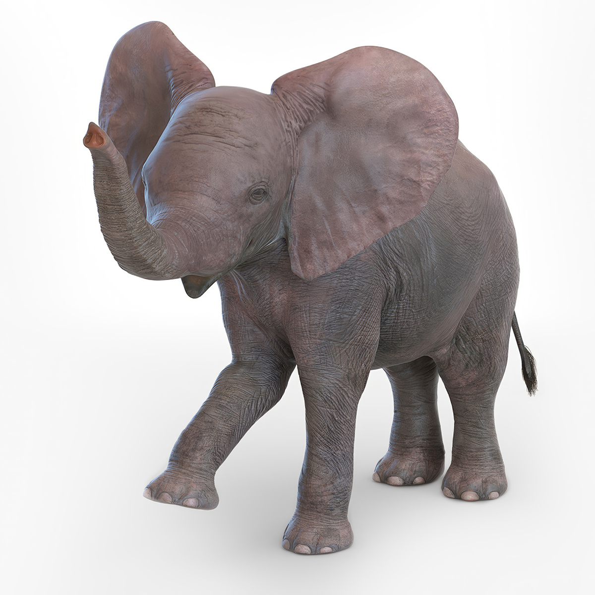 3D model Baby Elephant Rigged