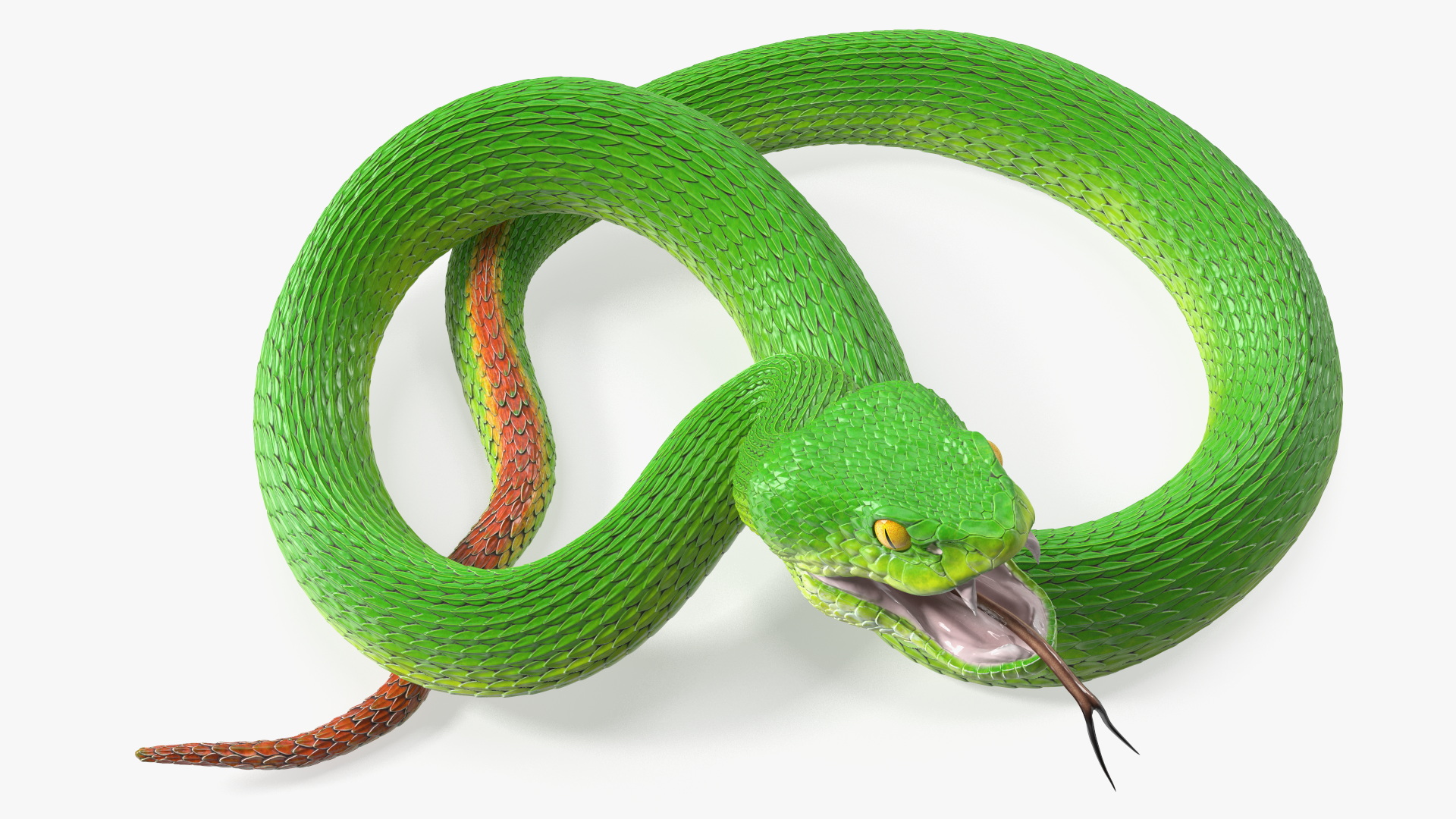 3D Viper Green Trimeresurus Rigged