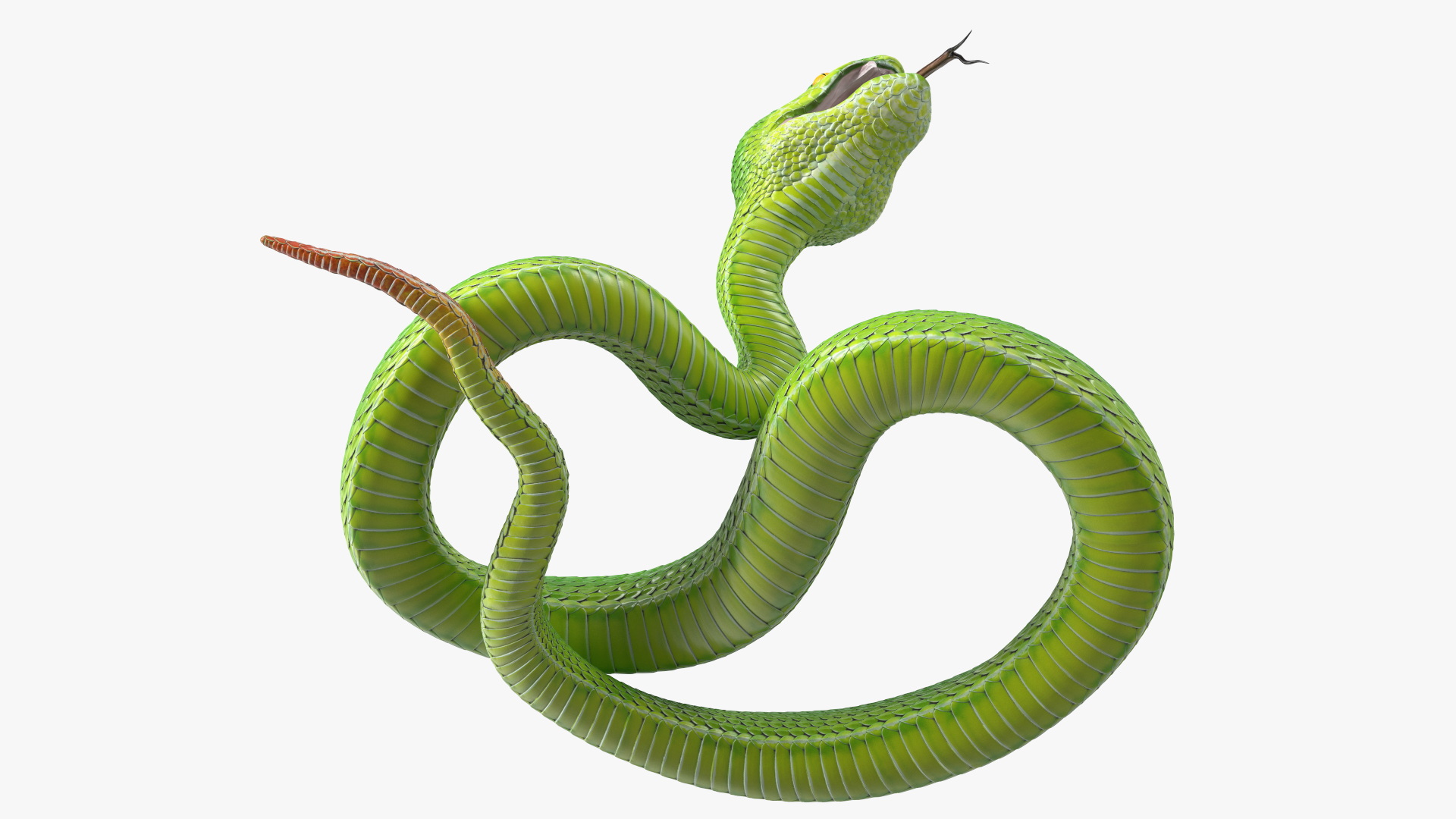 3D model Viper Green Trimeresurus Rigged for Cinema 4D