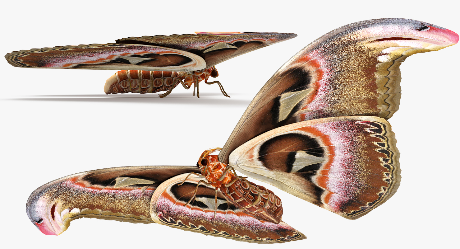 3D model Atlas Moth