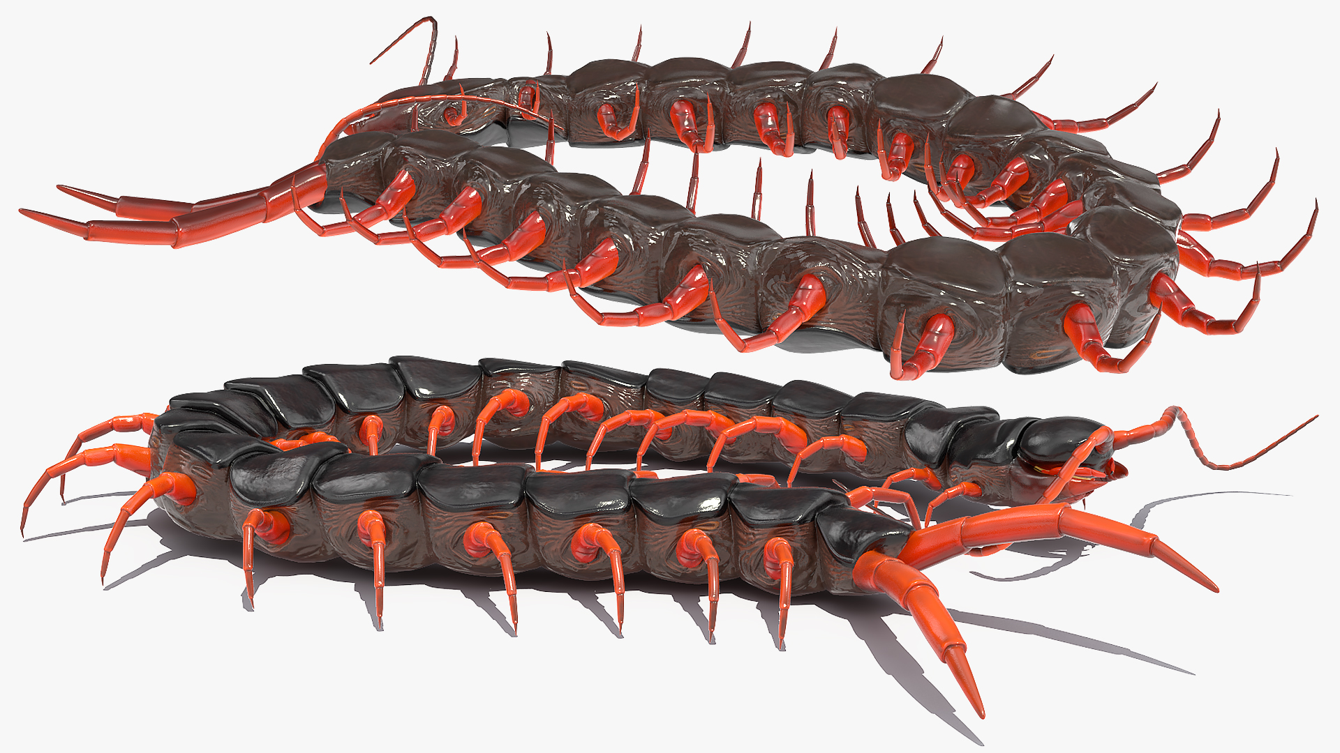 Red Scolopendra Subspinipes 3D