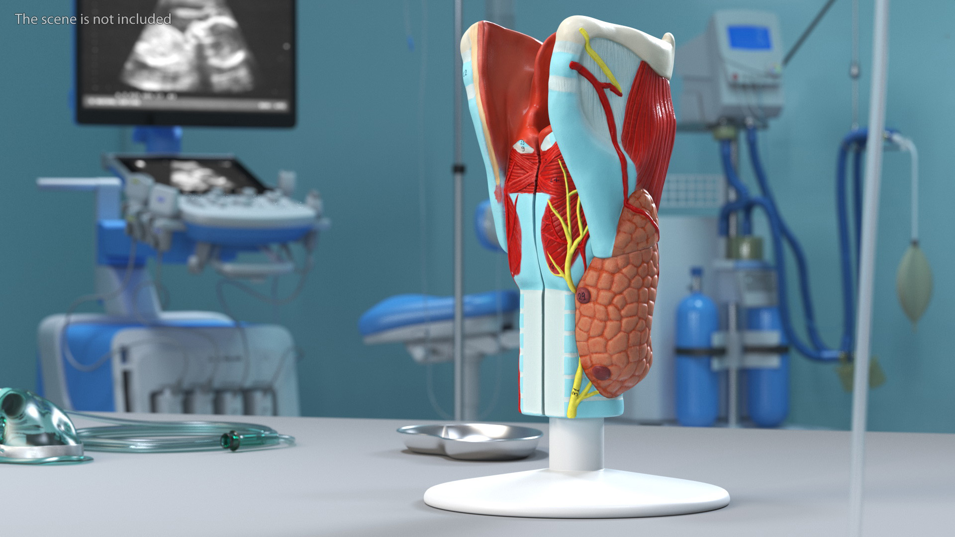 3D Disassembled Medical Model of Larynx