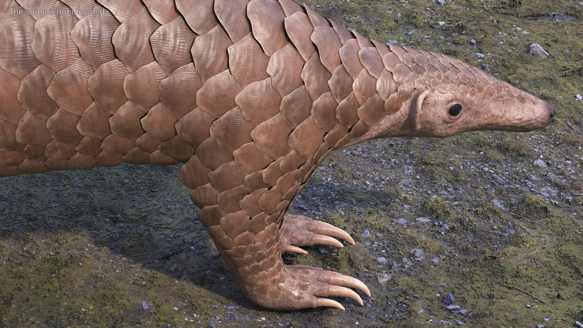 3D model Pangolin Rigged