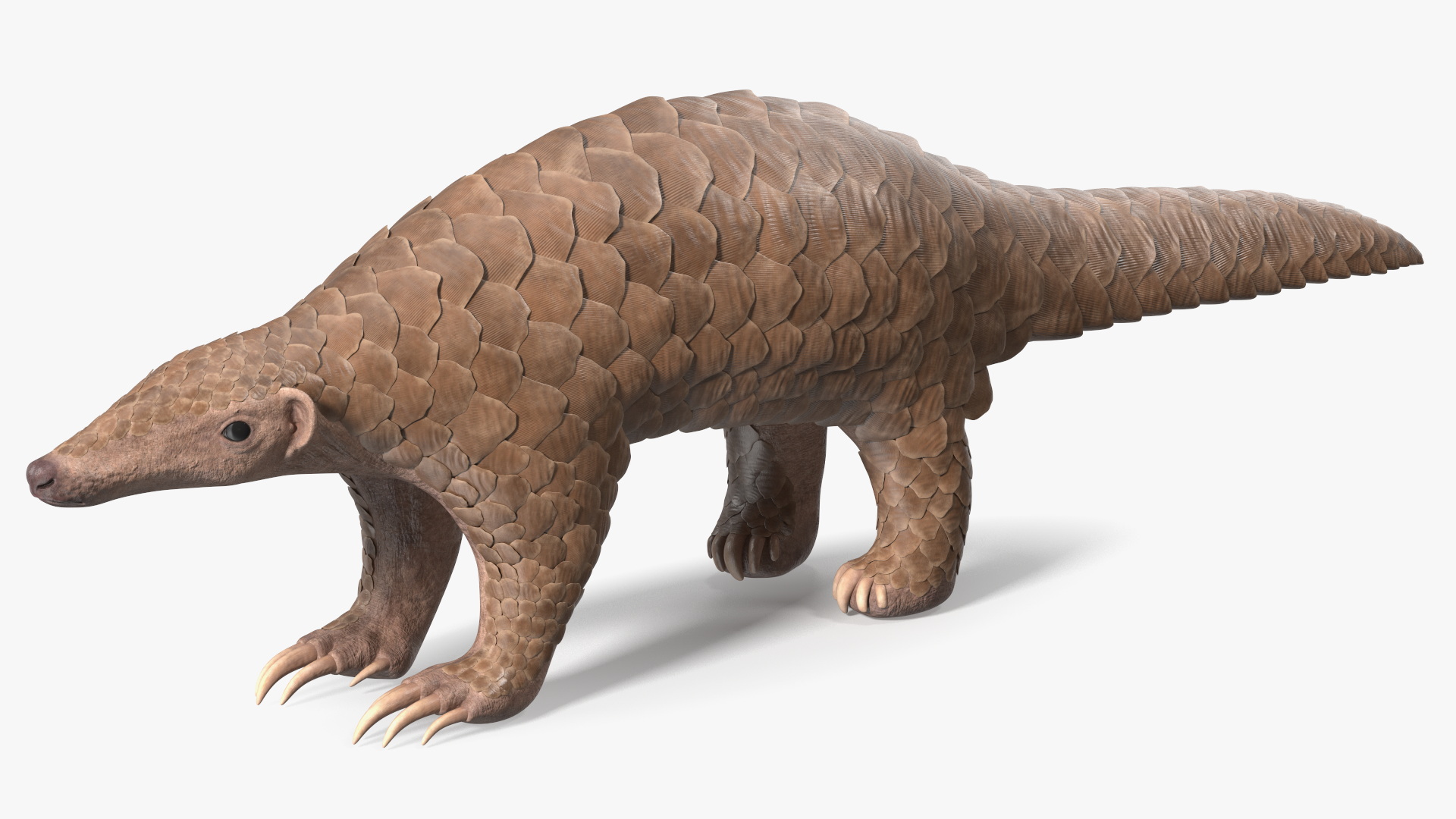 3D model Pangolin Rigged