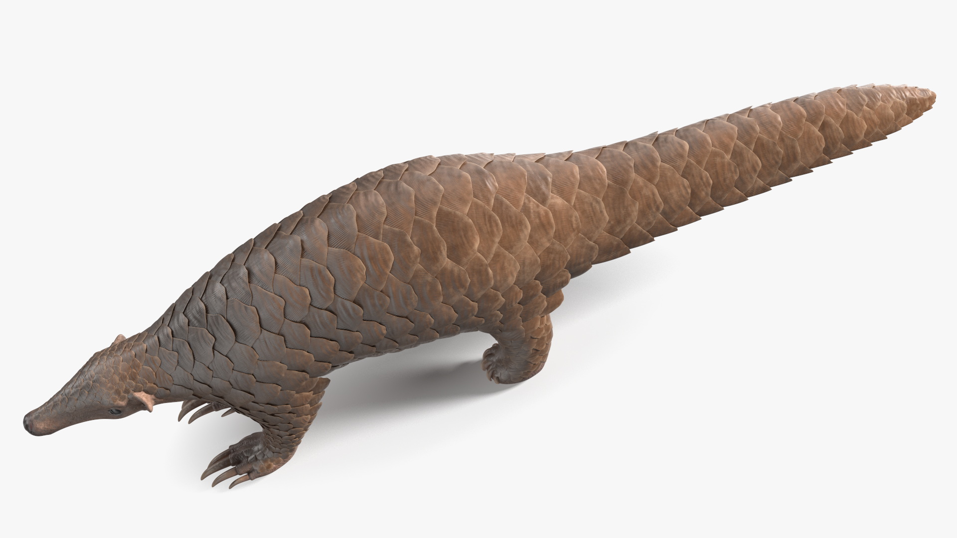 3D model Pangolin Rigged