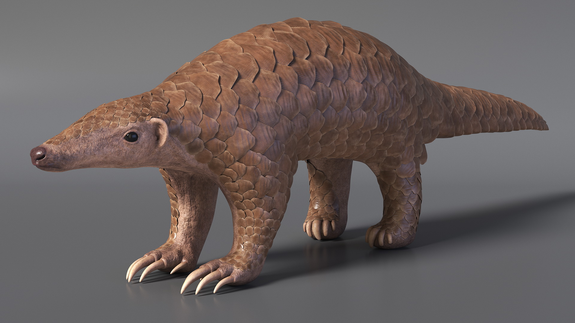 3D model Pangolin Rigged