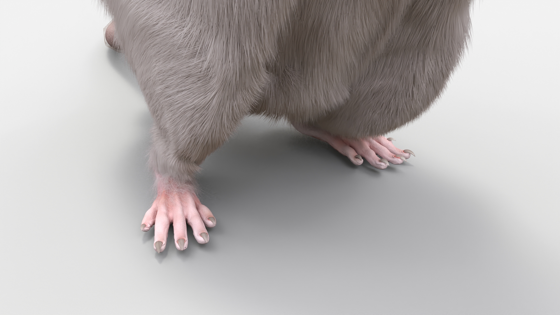 3D Standing Rat with Fur