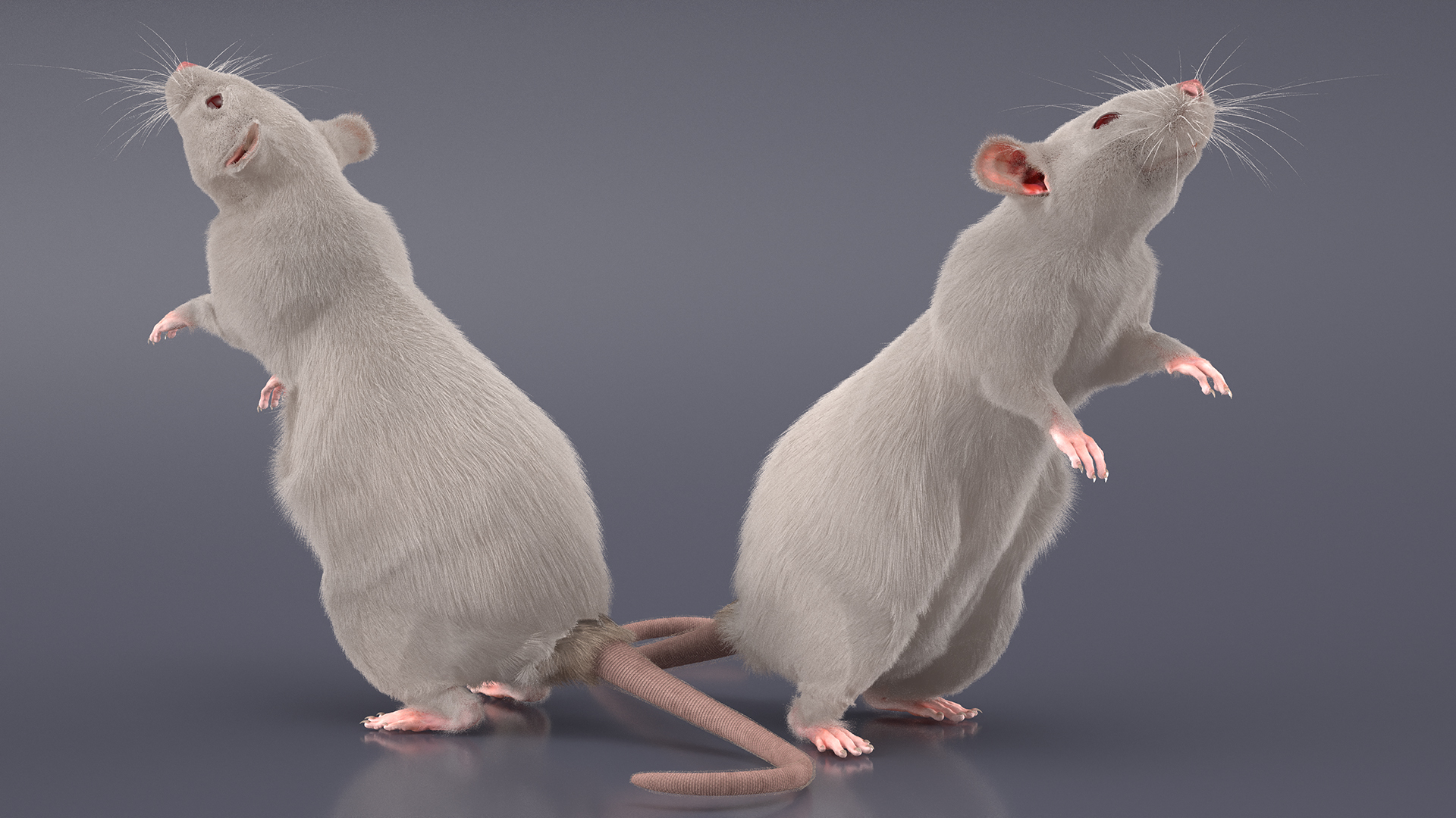 3D Standing Rat with Fur