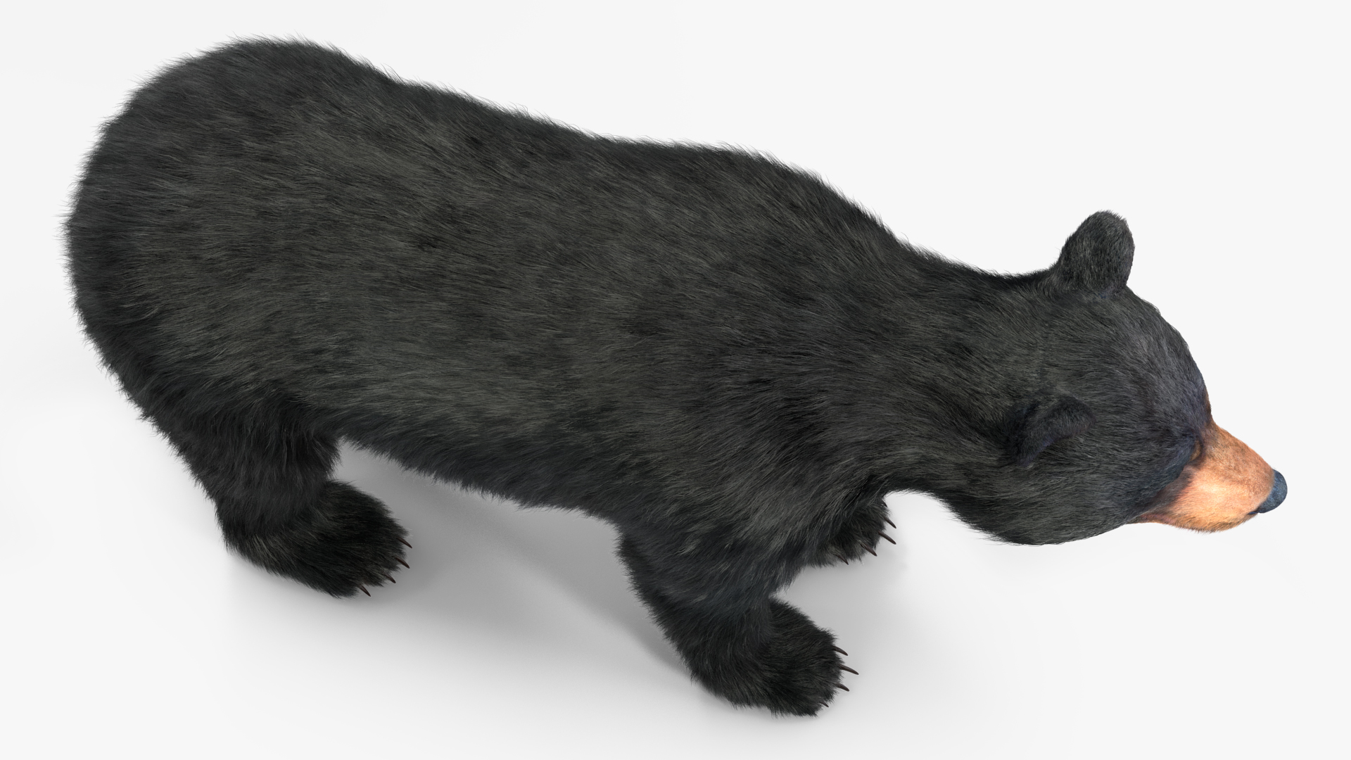 3D model Young Black Bear Fur