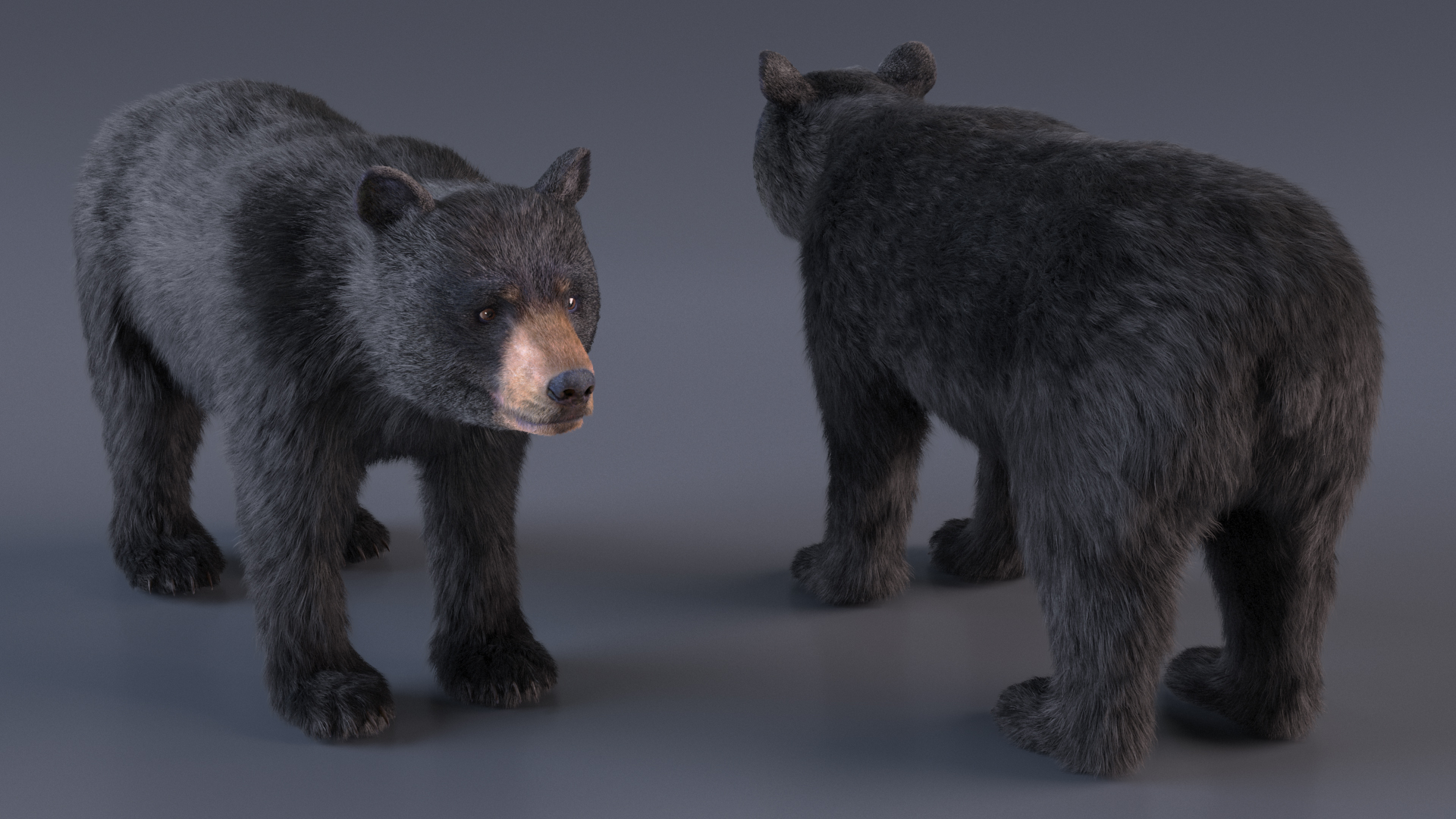 3D model Young Black Bear Fur