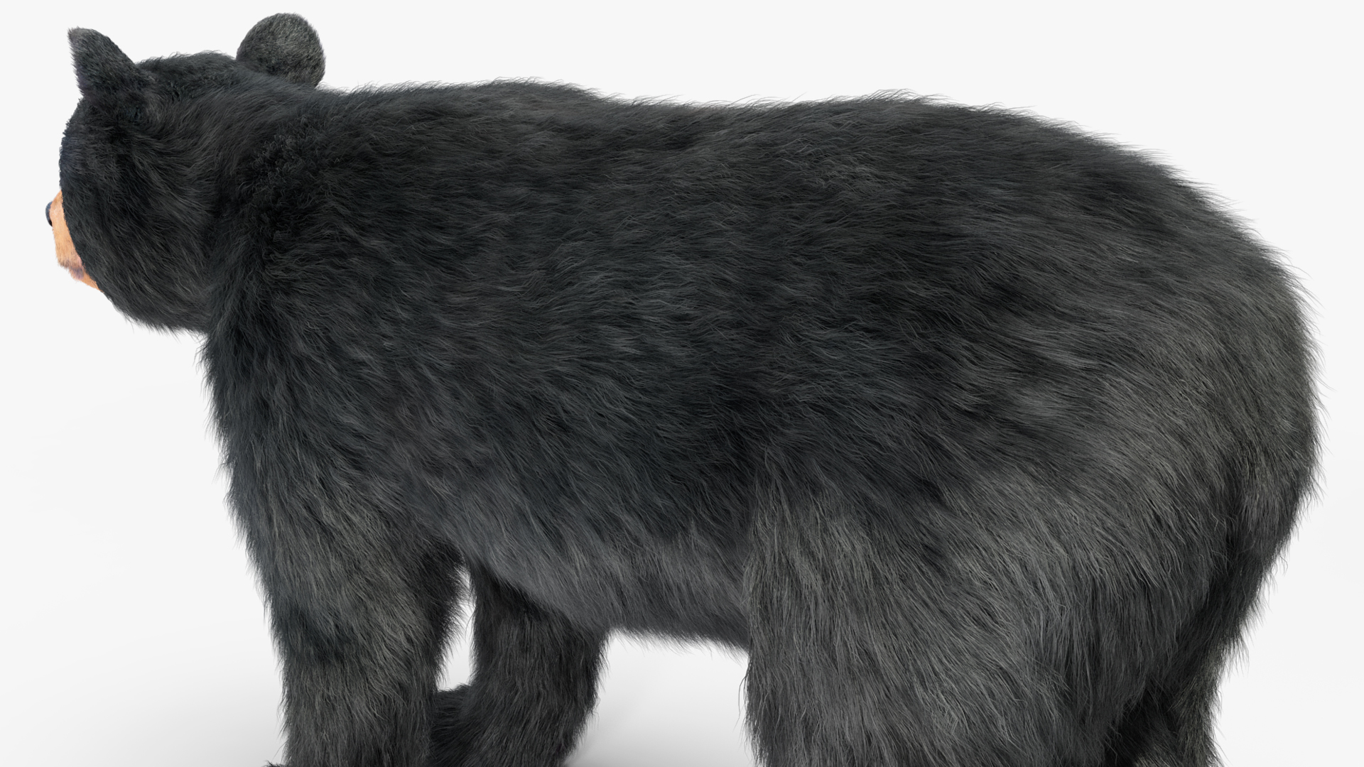 3D model Young Black Bear Fur