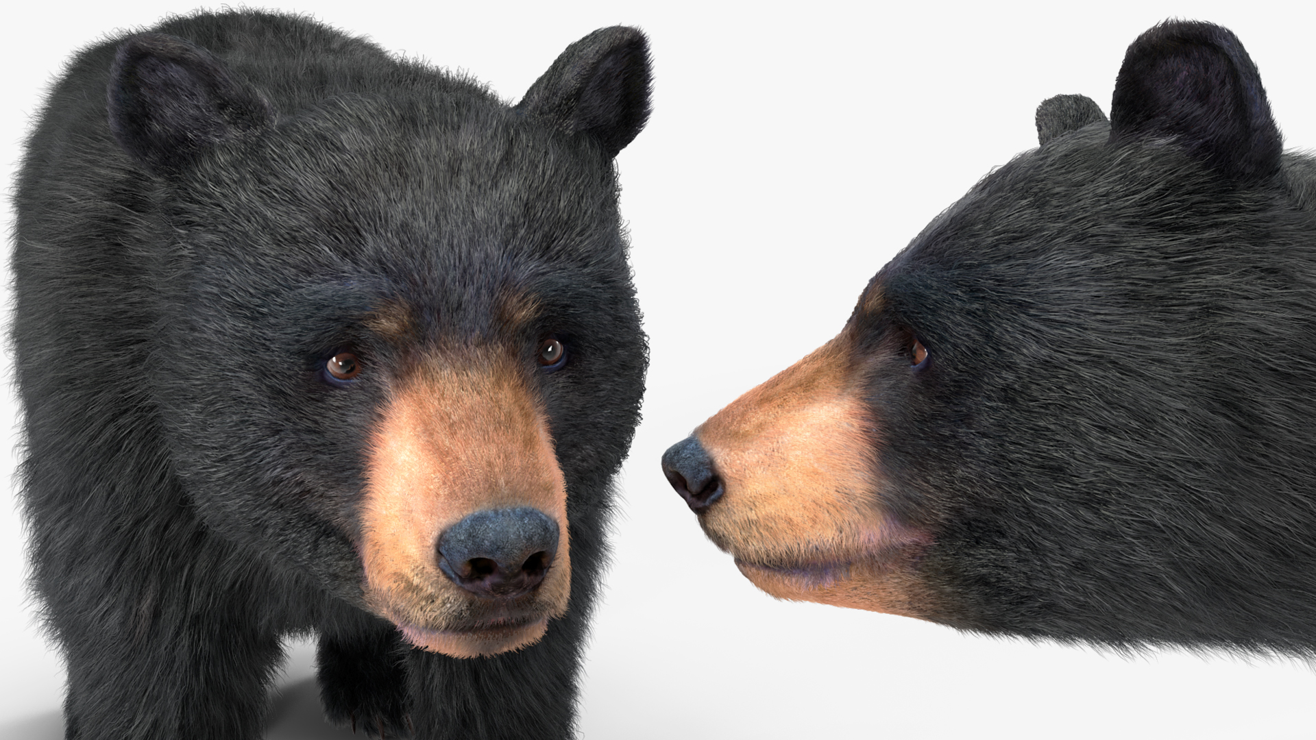 3D model Young Black Bear Fur