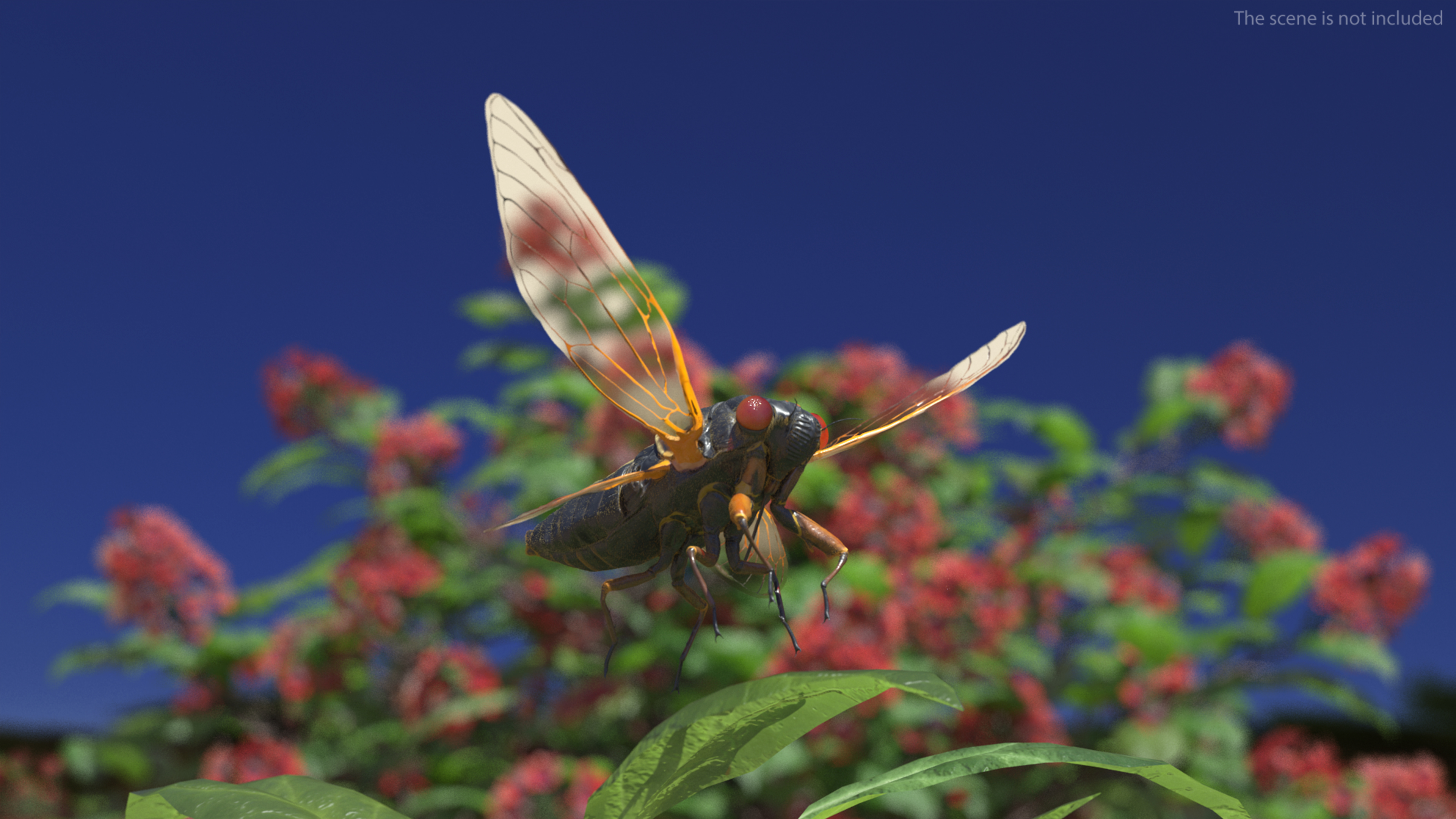 3D Pharaoh Cicada Pose Takeoff Fur