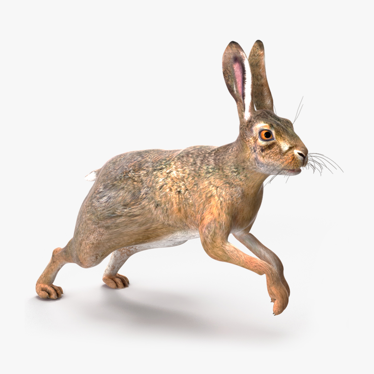 3D model Hare  Animated Rigged for Maya