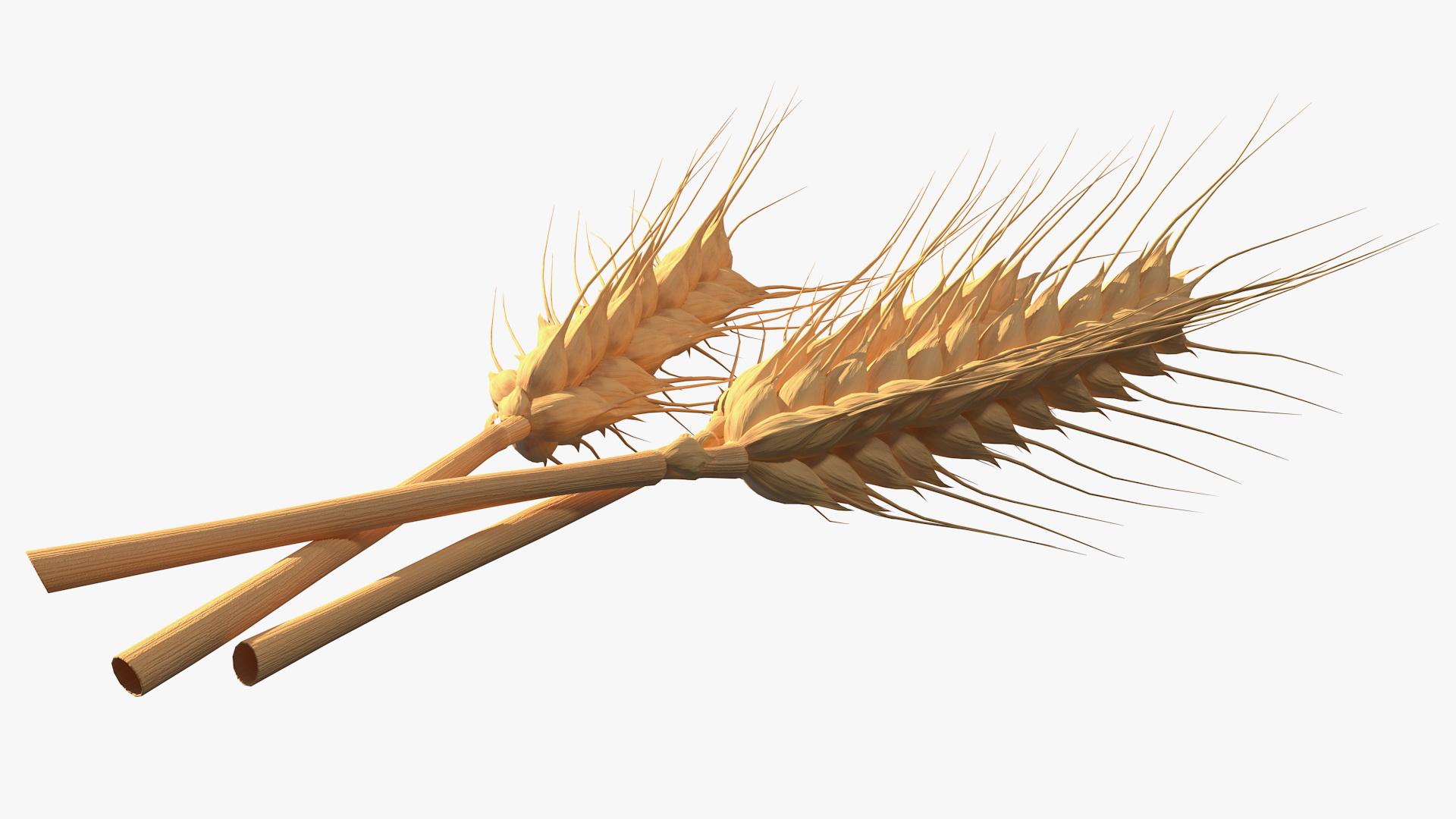 Set of Wheat Spikes 3D model