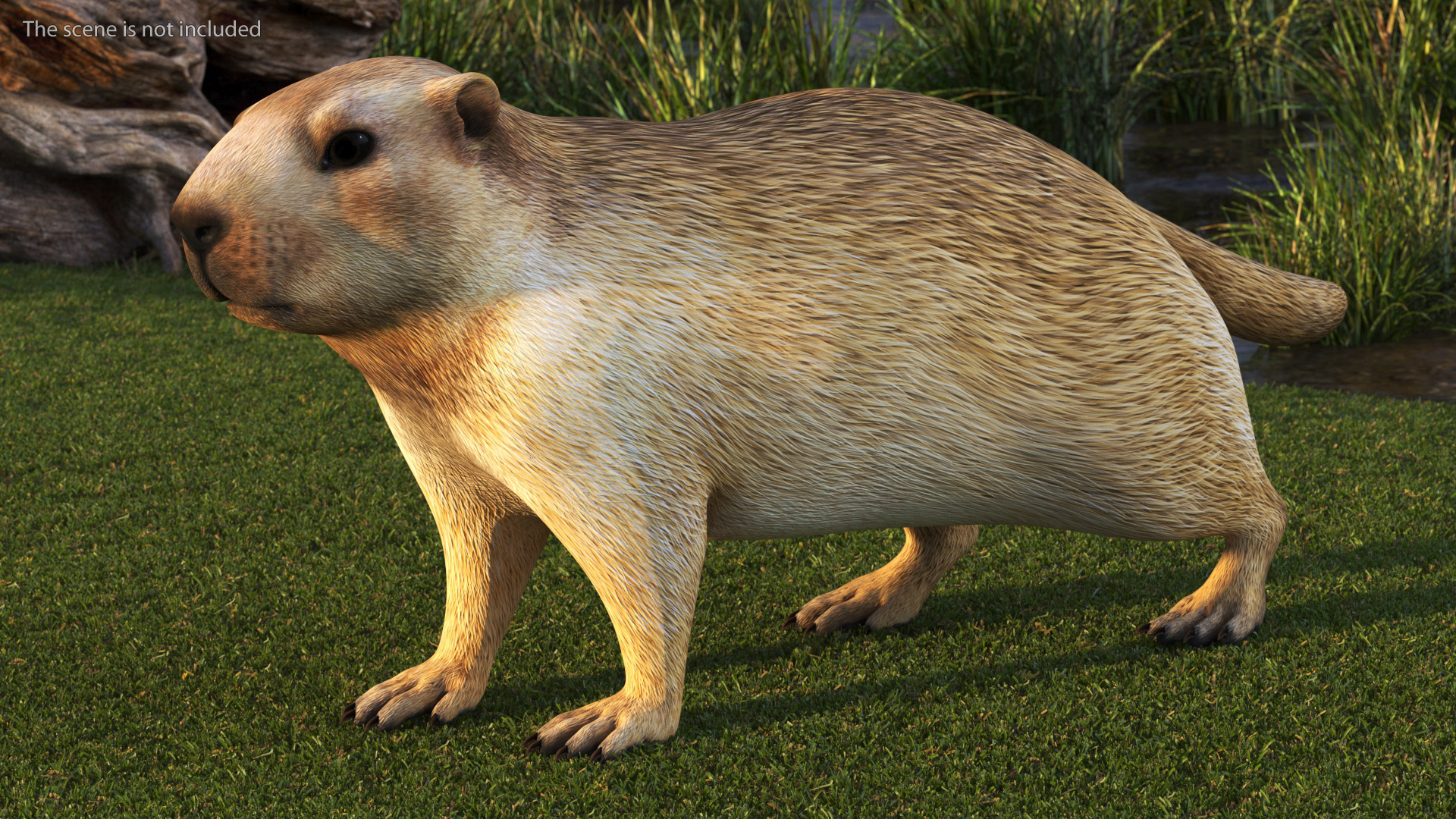 3D Alpine Marmot model