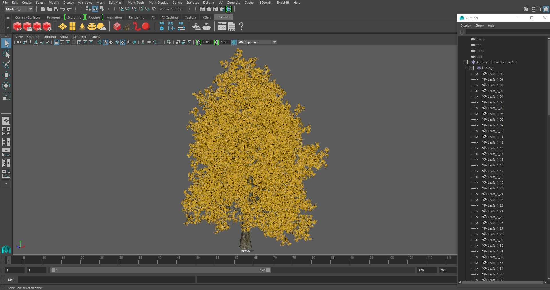 3D Autumn Poplar Tree model