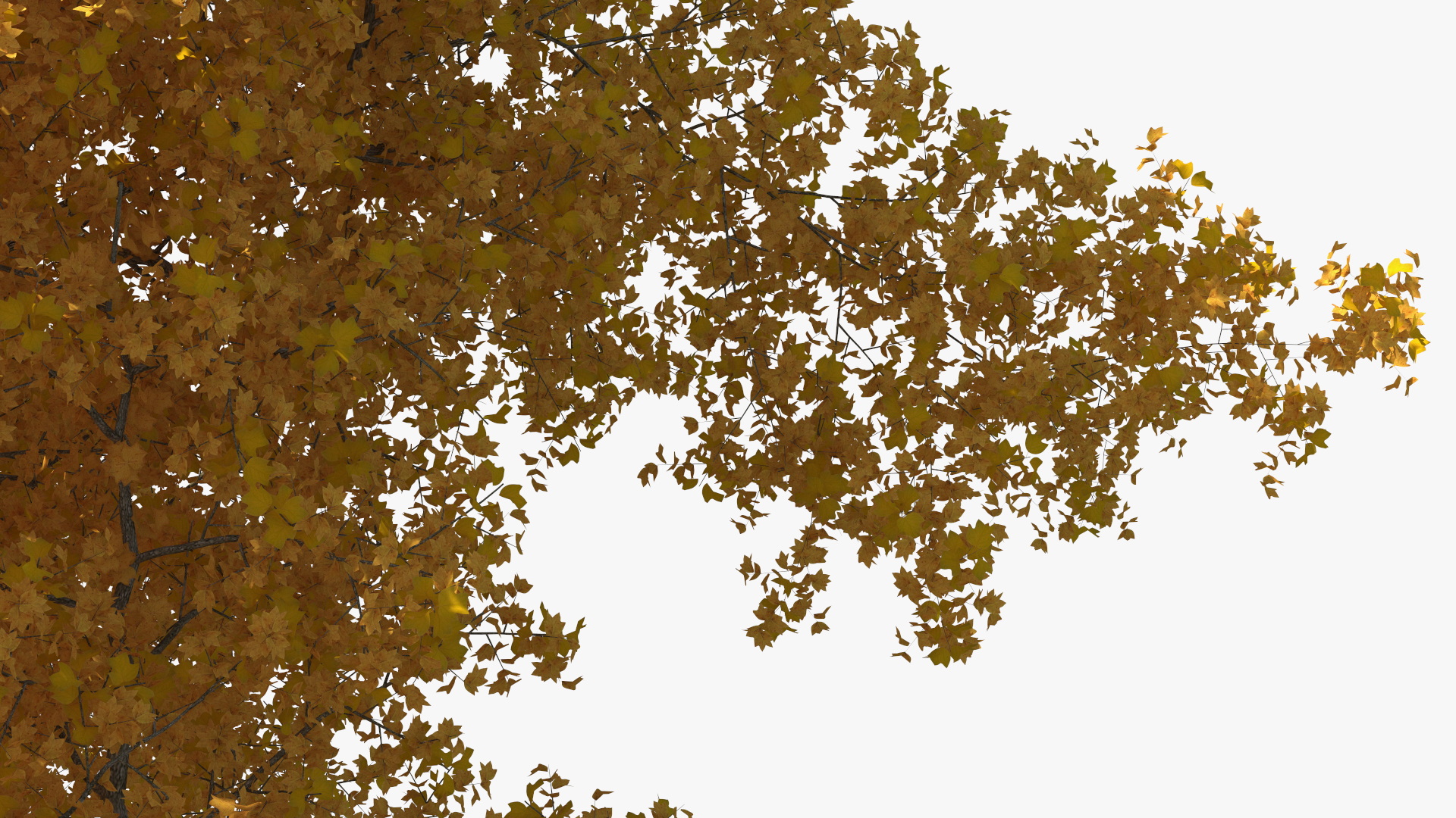 3D Autumn Poplar Tree model