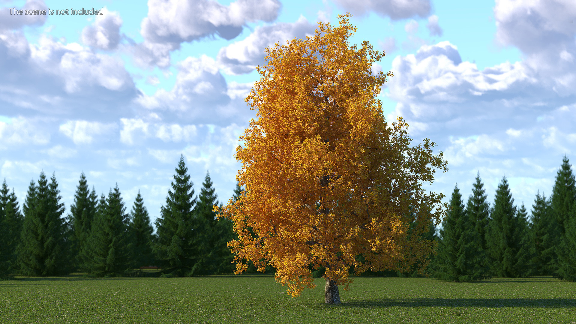 3D Autumn Poplar Tree model