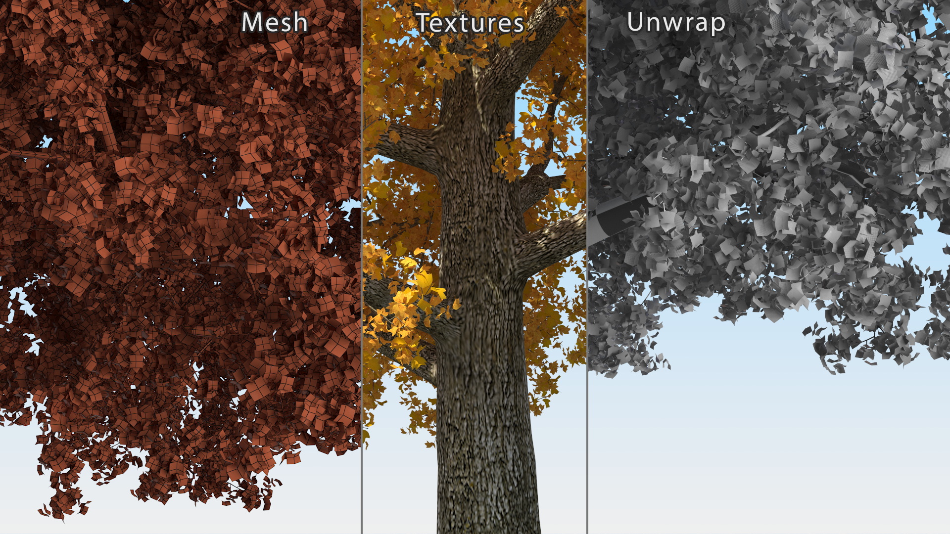 3D Autumn Poplar Tree model