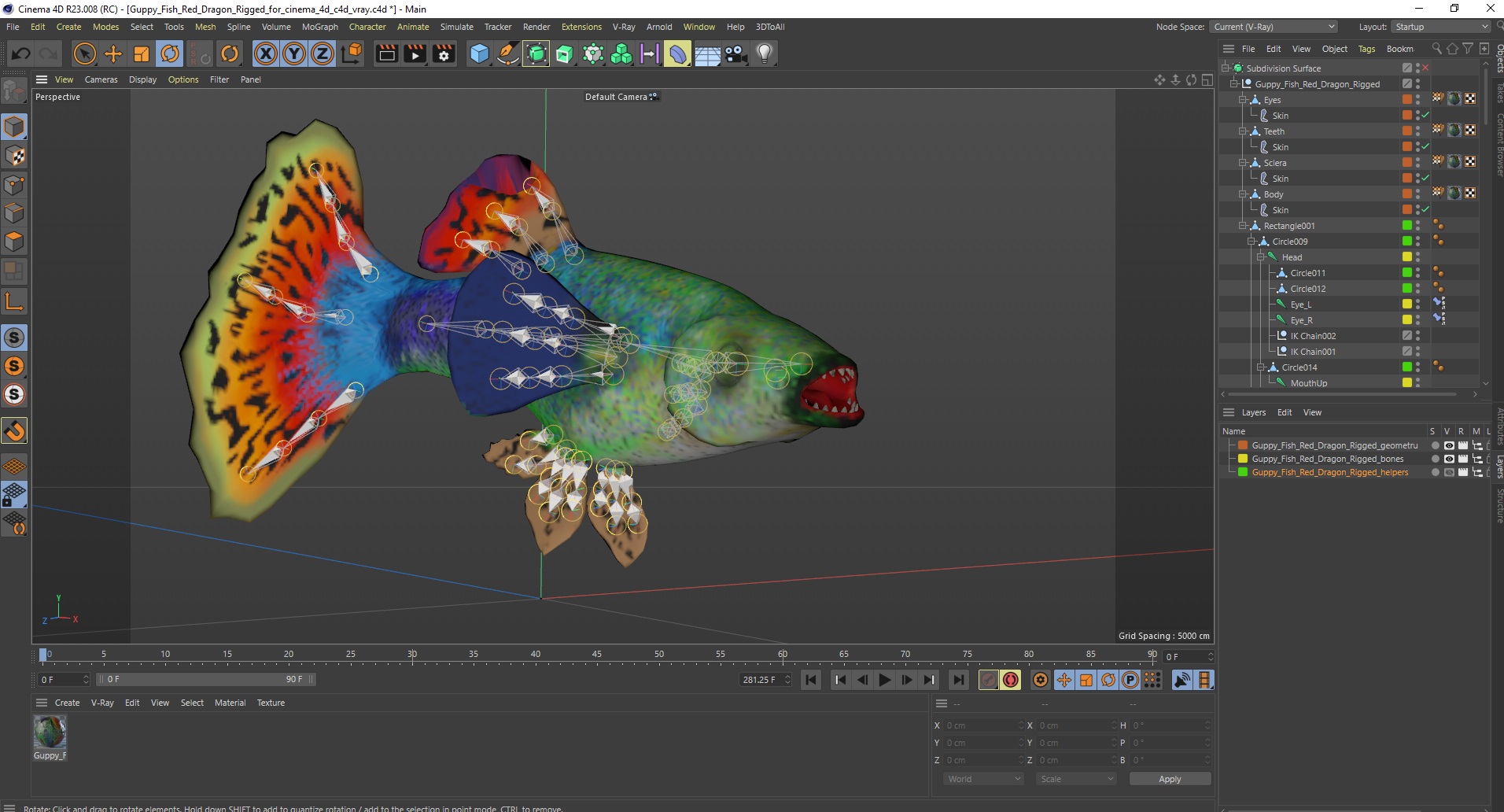 Guppy Fish Red Dragon Rigged for Cinema 4D 3D