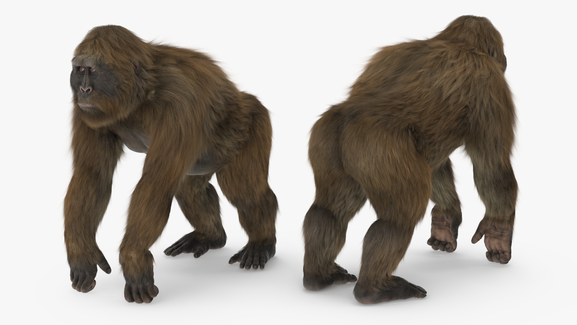 3D model Gigantopithecus Stands on Four Limbs Fur