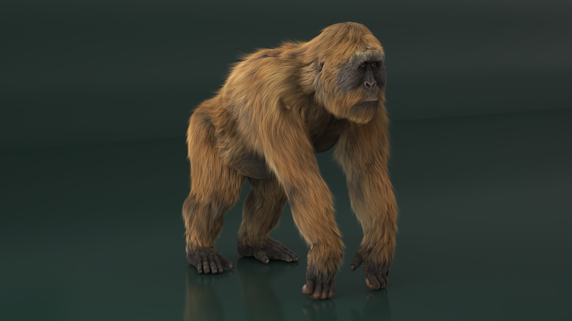 3D model Gigantopithecus Stands on Four Limbs Fur