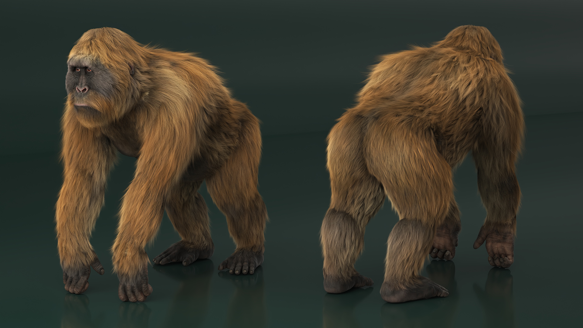 3D model Gigantopithecus Stands on Four Limbs Fur