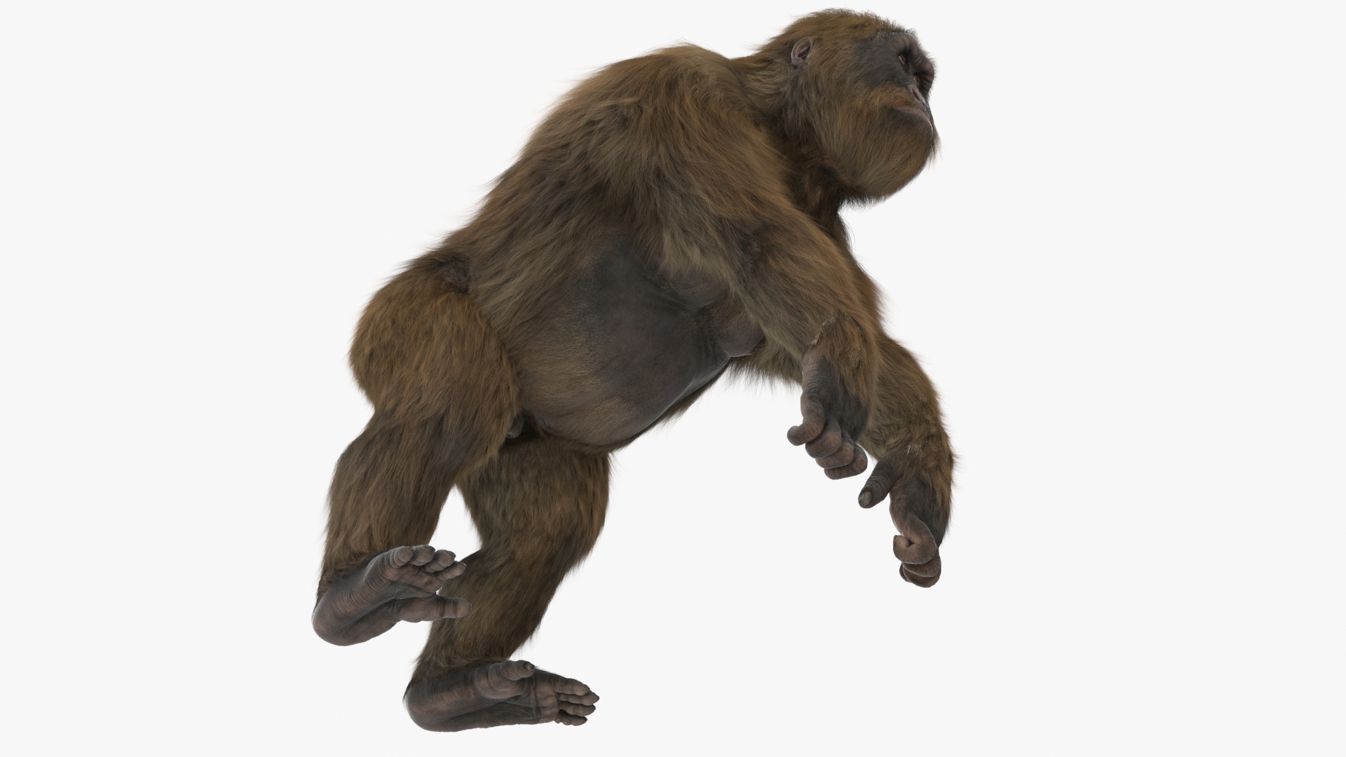 3D model Gigantopithecus Stands on Four Limbs Fur